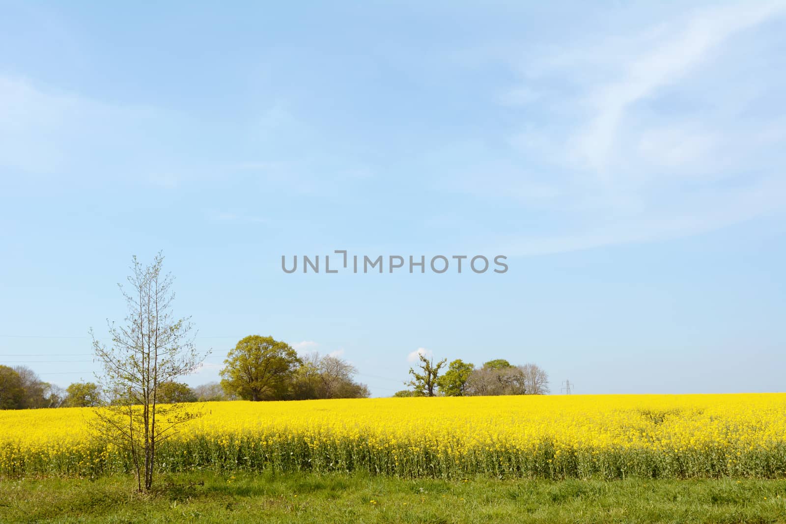 English farm field full of bright yellow rapeseed  by sarahdoow