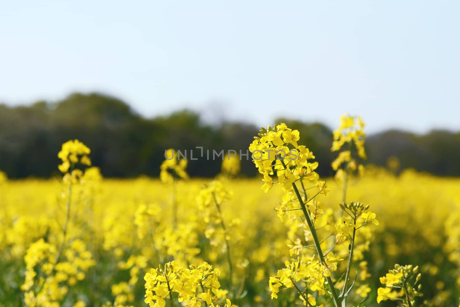 Yellow rapeseed flower in selective focus against a farm field of the oilseed rape crop in spring 
