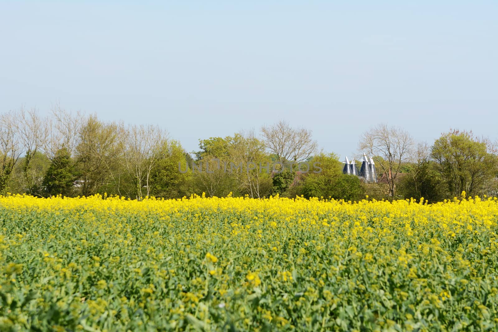 Kent oast houses with white cowls stand between trees beyond a farm field of yellow rapeseed in spring