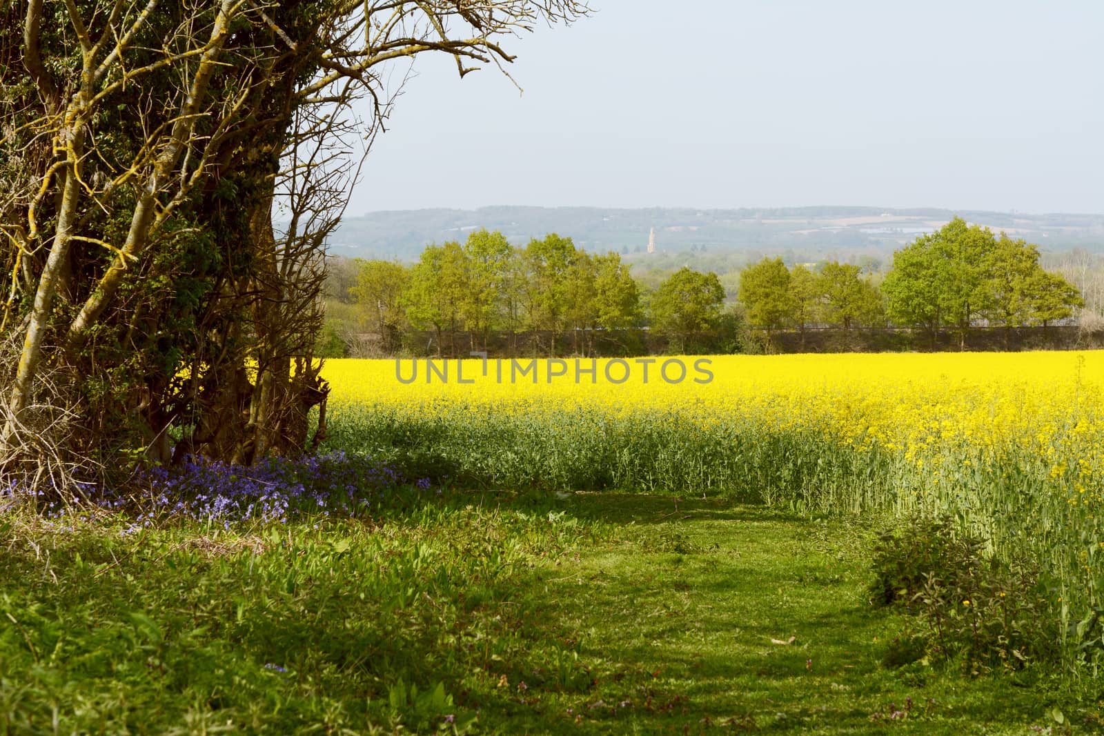 Bluebells grow at the edge of a field of oilseed rape. Beyond the tree line, Hadlow Tower can be seen in the rural English landscape.