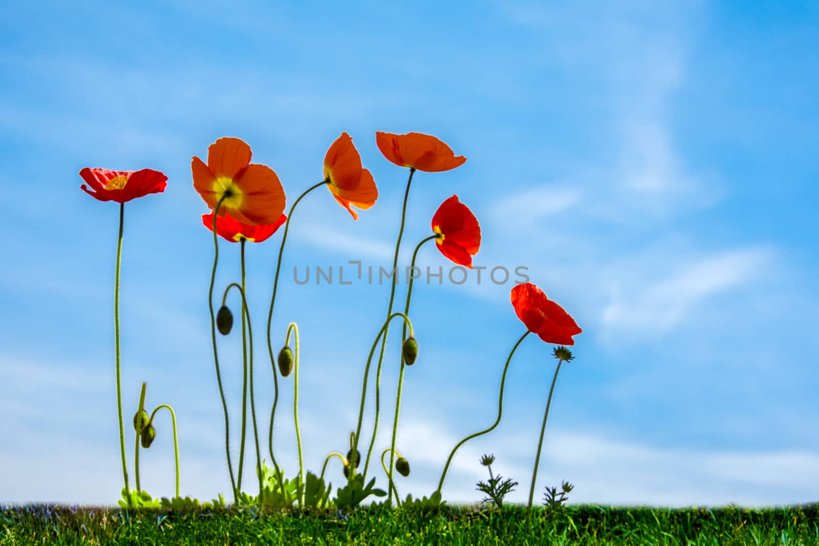 Red poppies on a green meadow against a blue sky by ben44