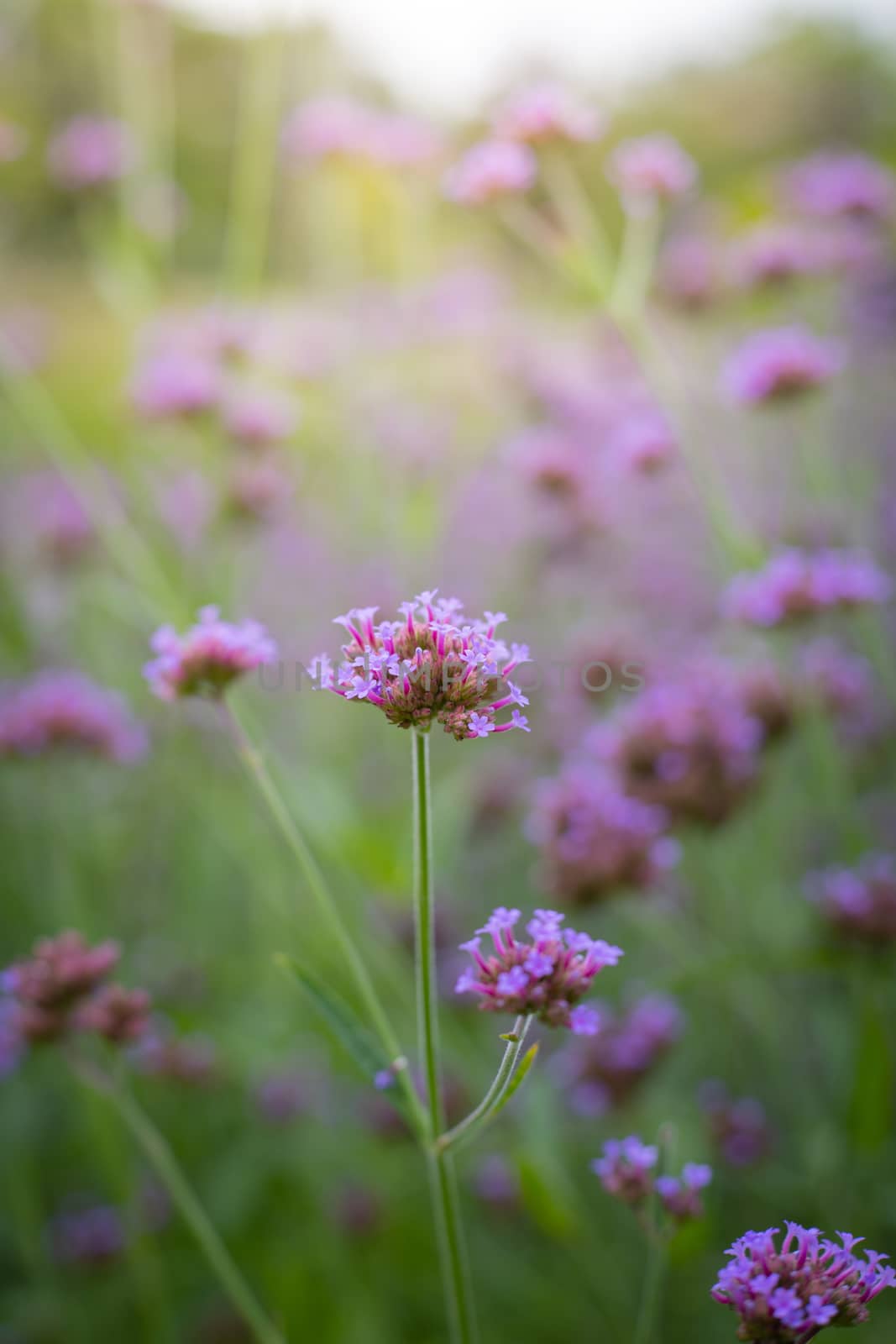 The background image of the colorful flowers, background nature