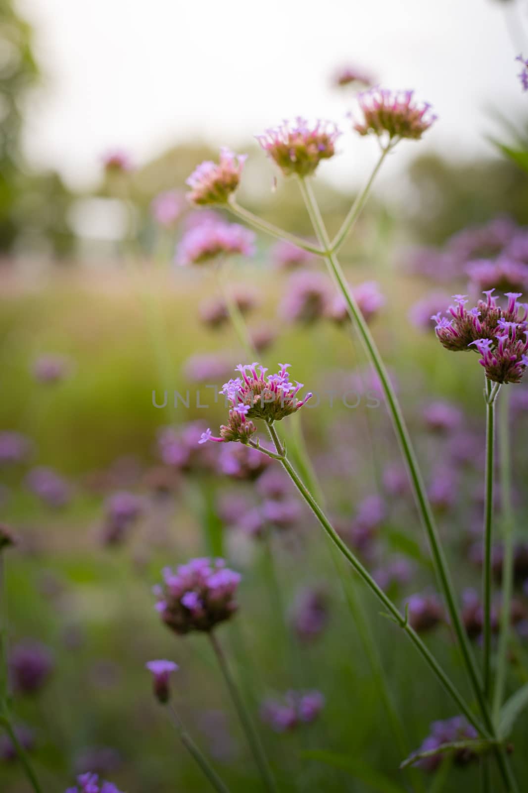 The background image of the colorful flowers, background nature