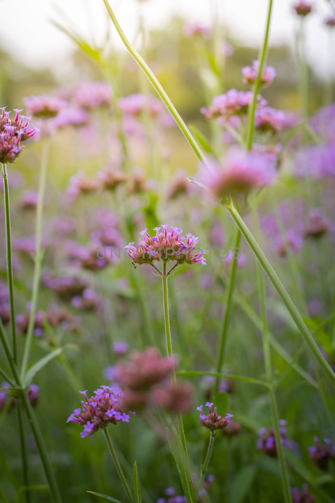 The background image of the colorful flowers, background nature