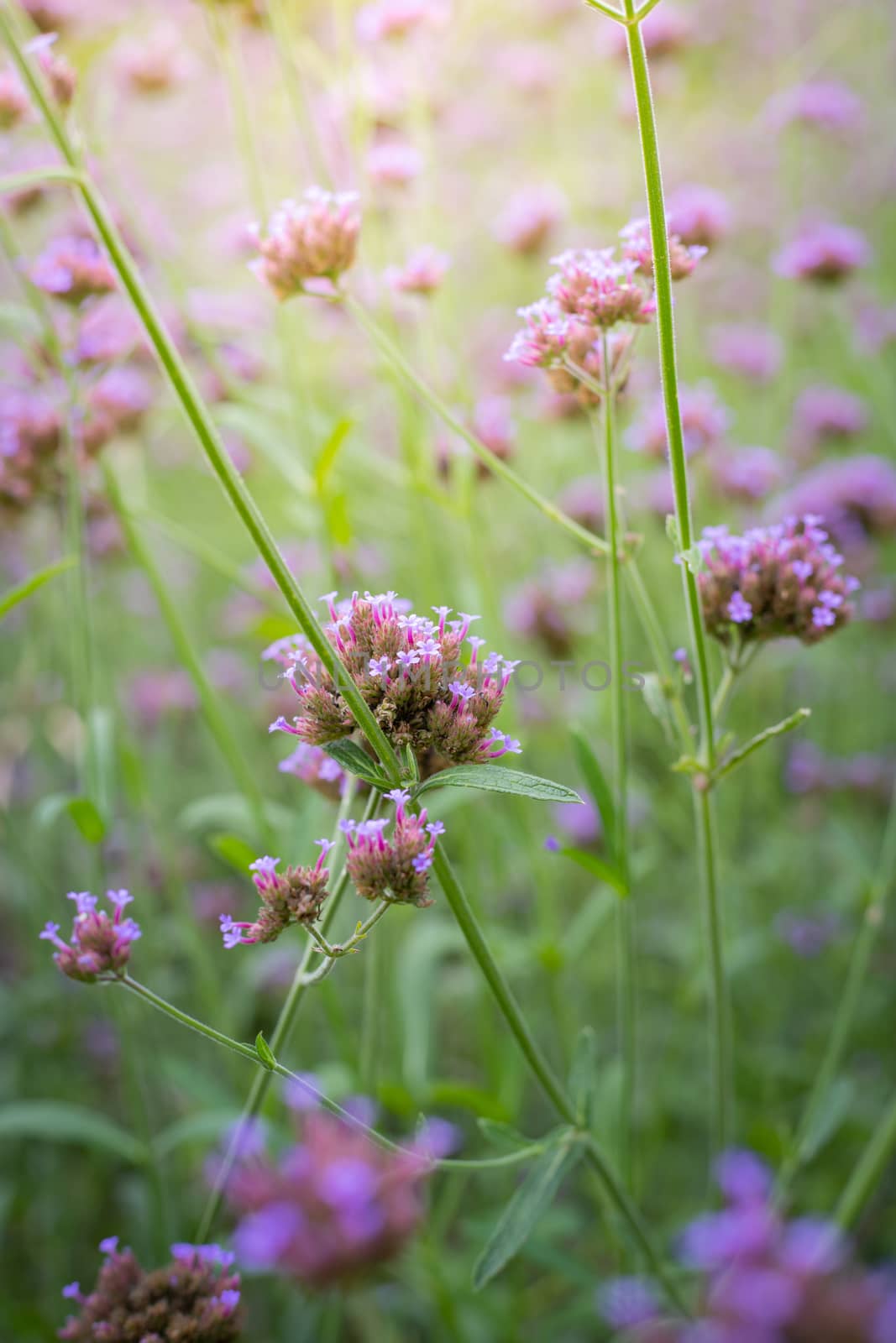 The background image of the colorful flowers, background nature