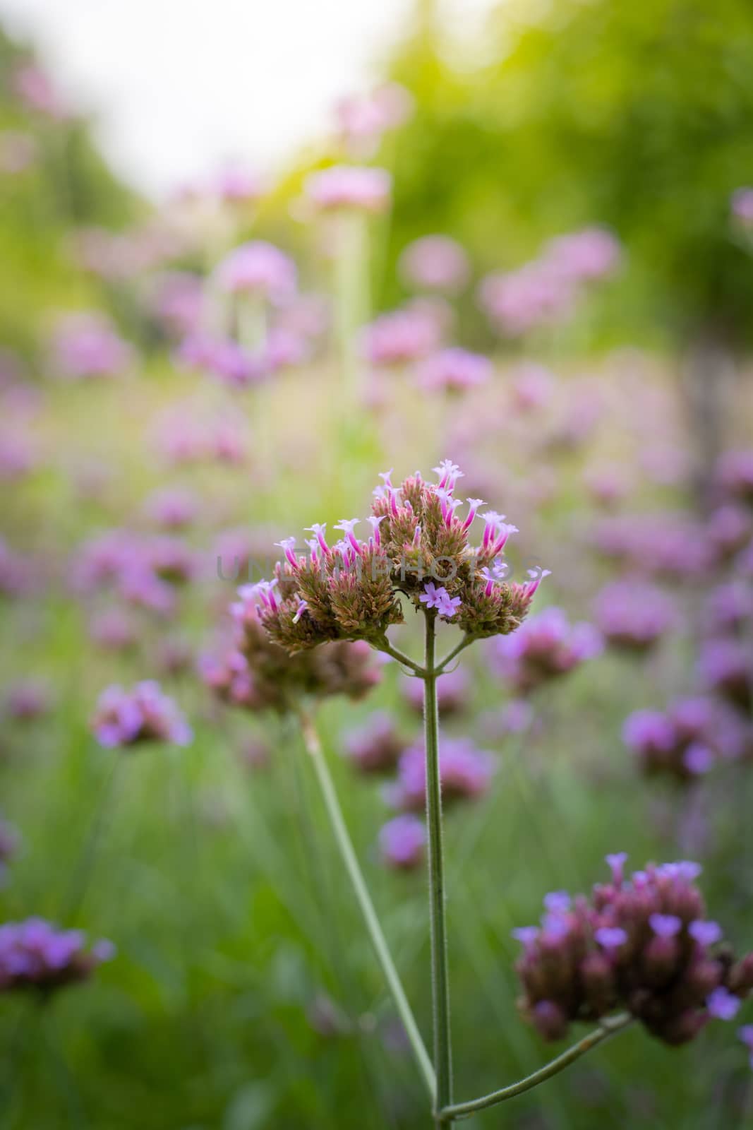 The background image of the colorful flowers, background nature