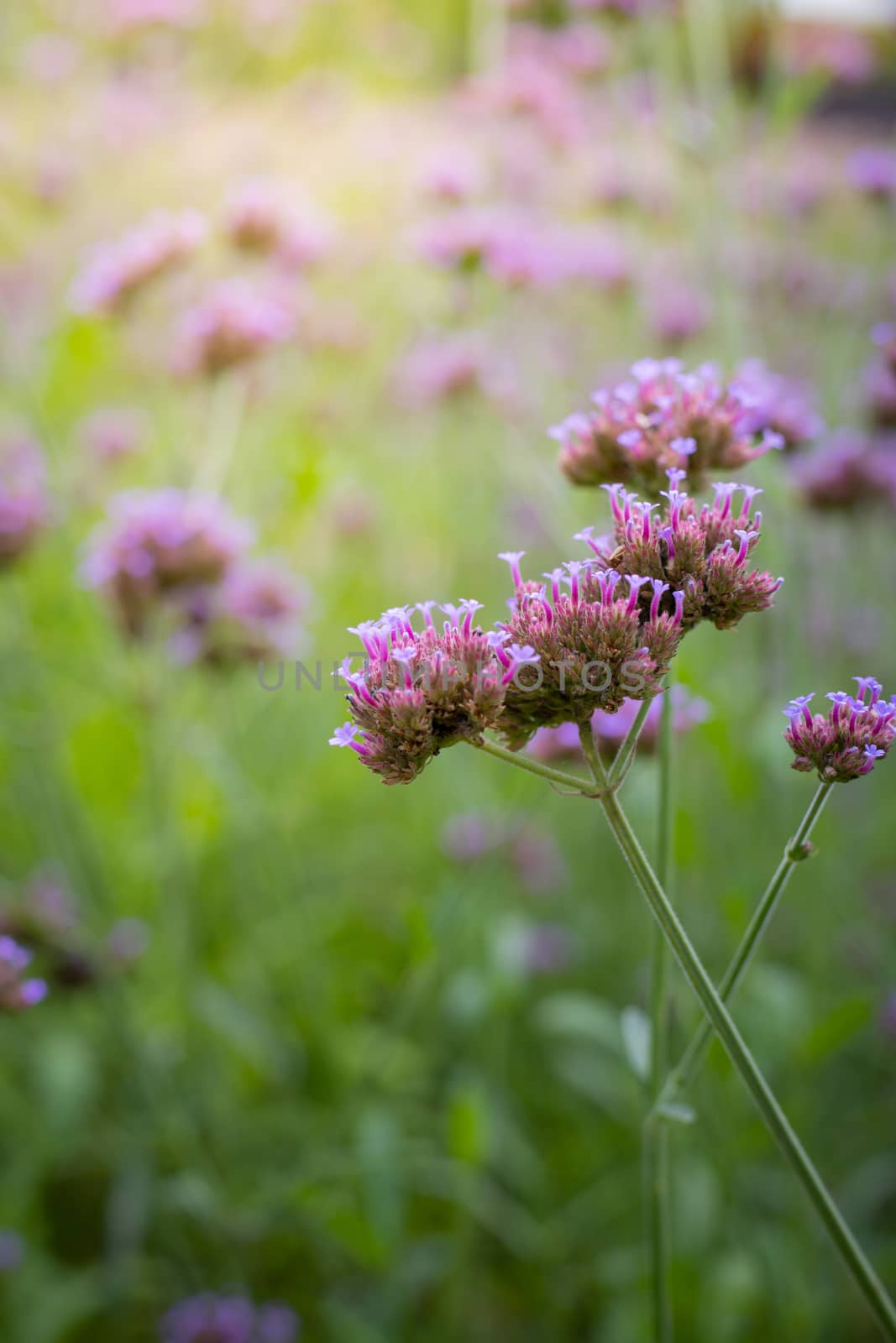 The background image of the colorful flowers, background nature