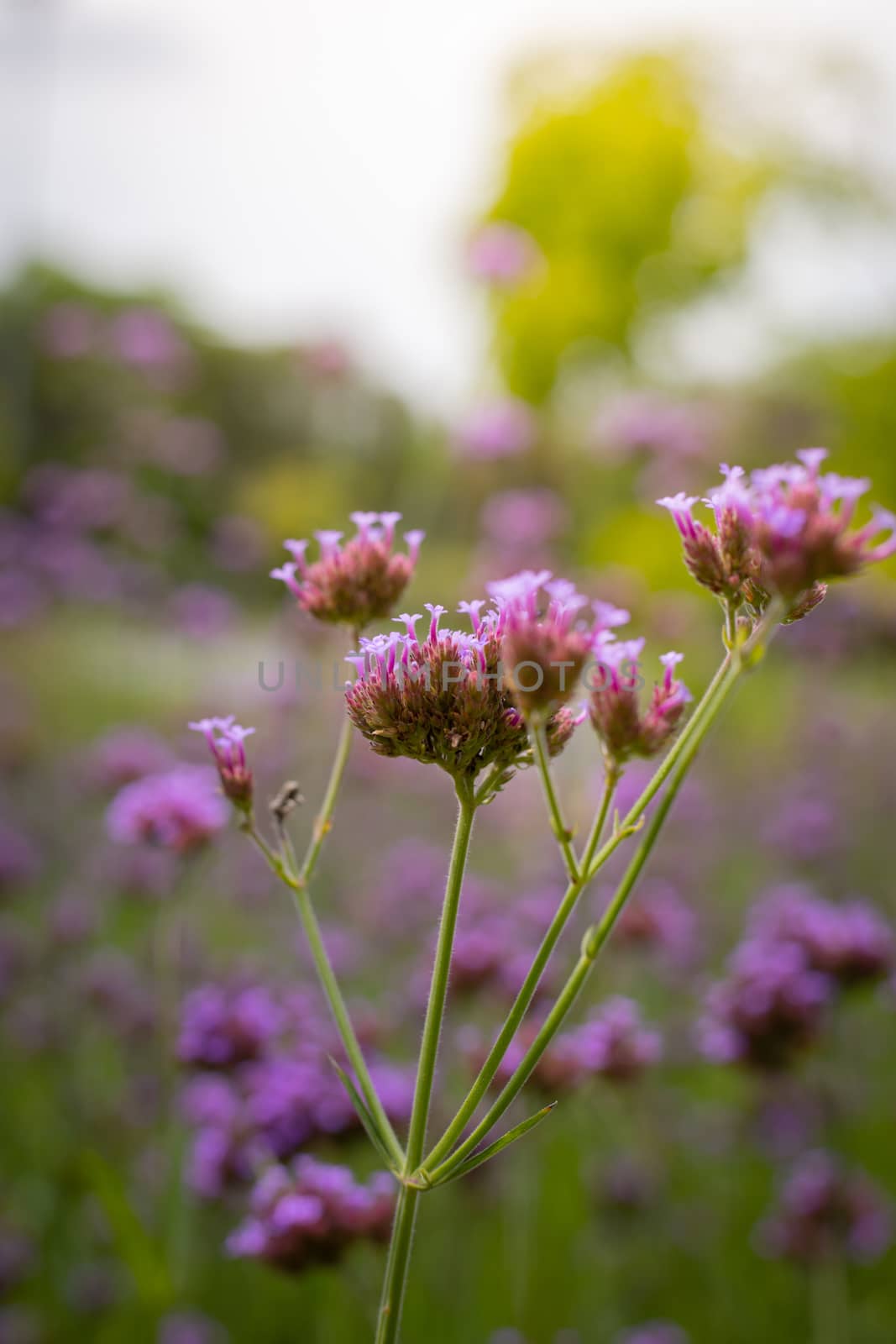 The background image of the colorful flowers, background nature