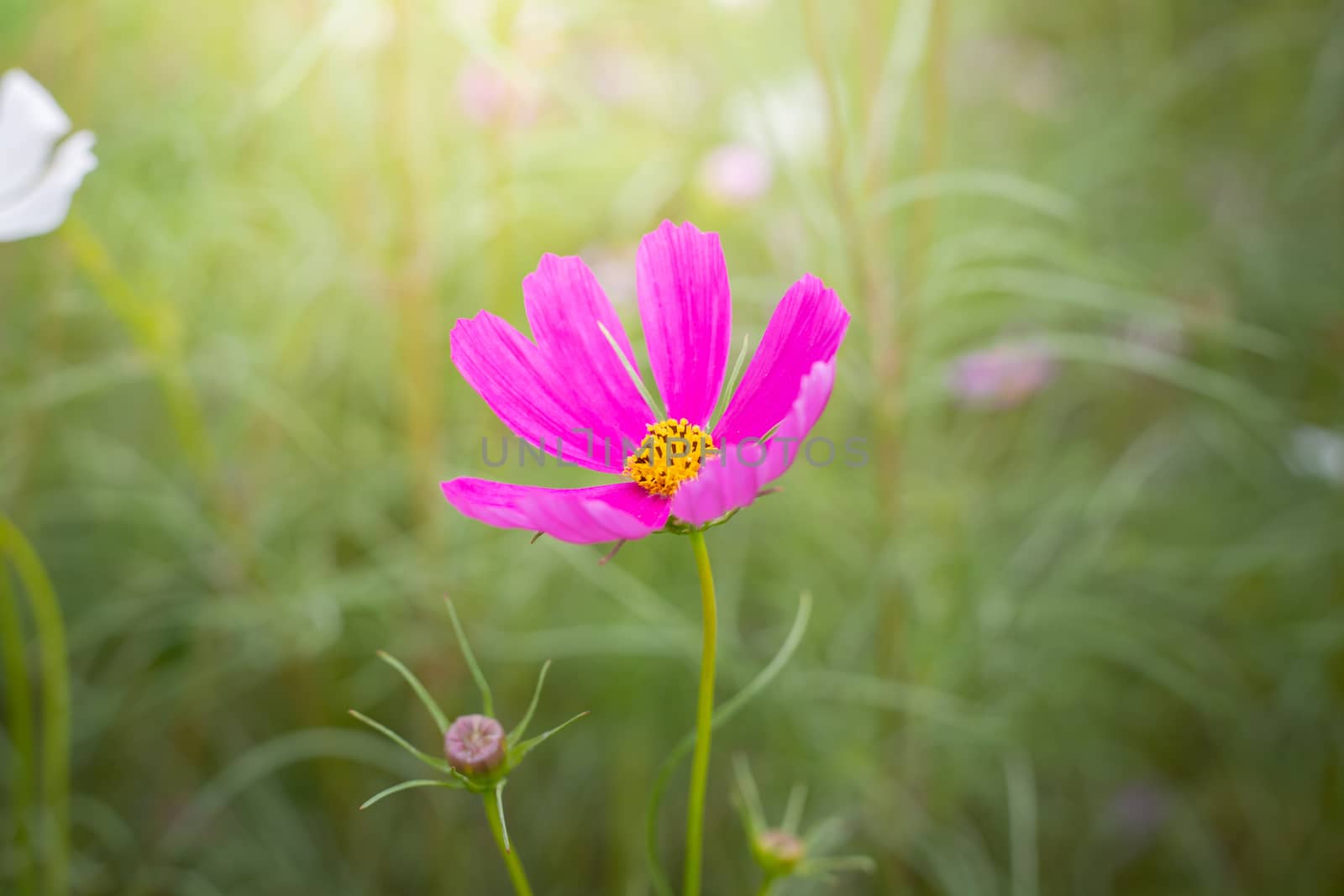 The background image of the colorful flowers, background nature