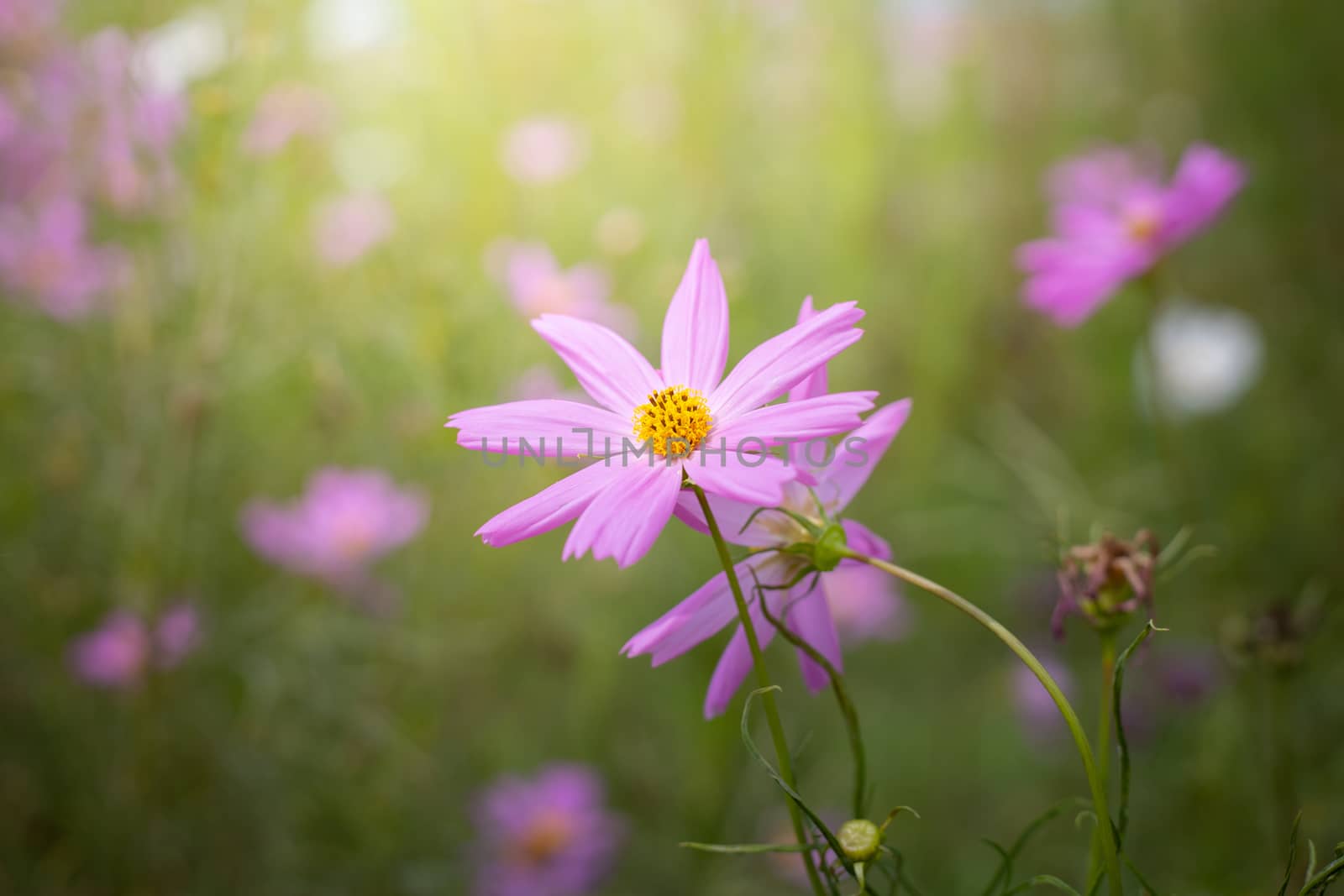 The background image of the colorful flowers, background nature