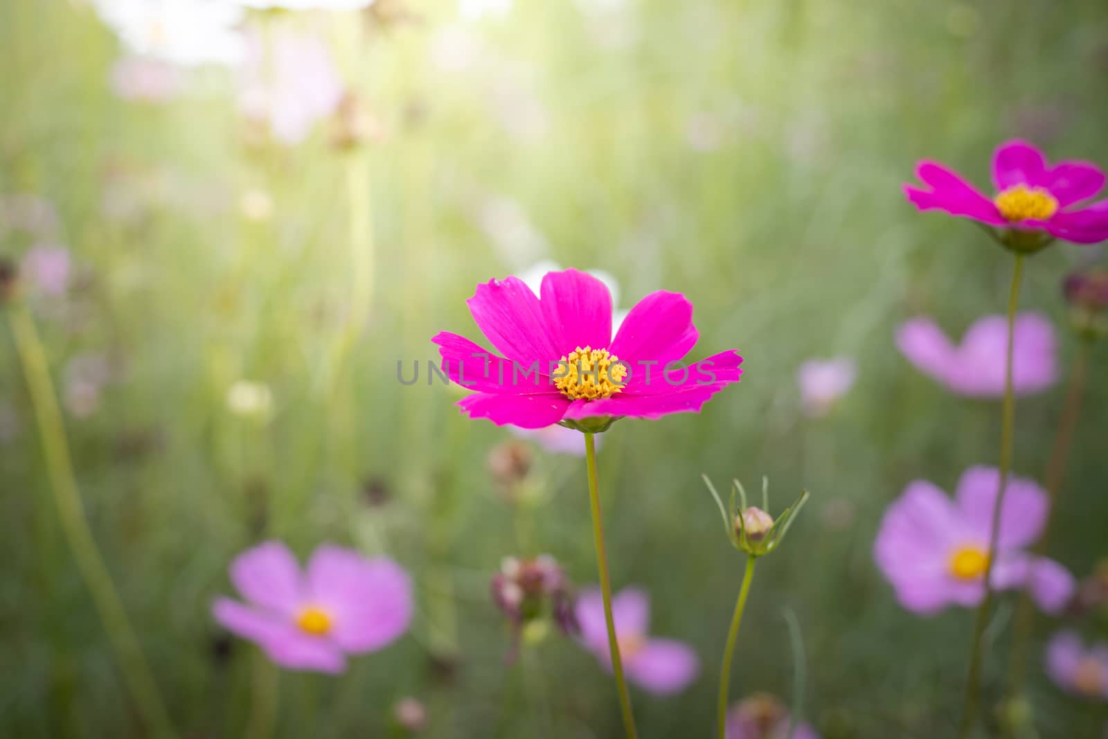 The background image of the colorful flowers, background nature