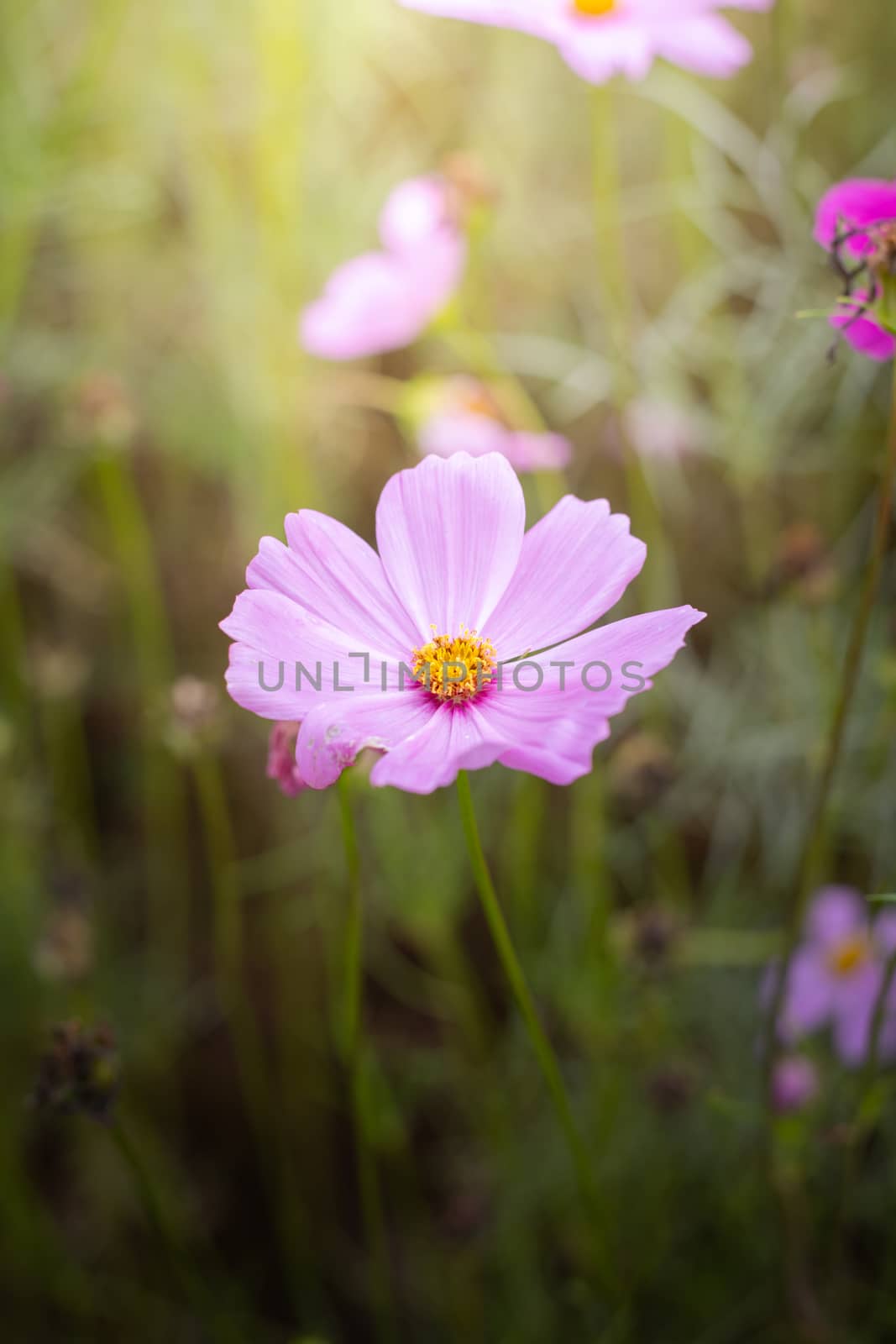 The background image of the colorful flowers, background nature