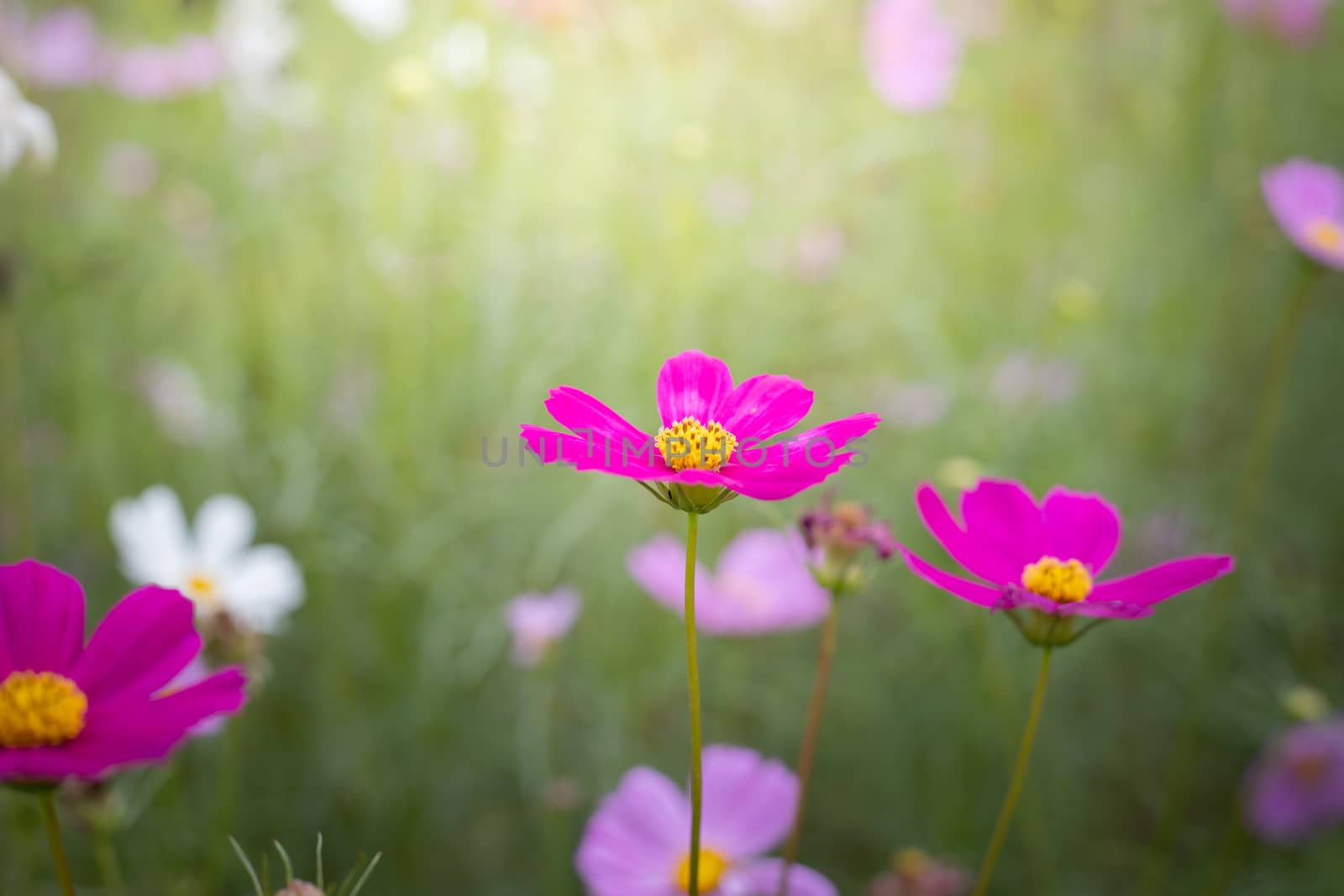 The background image of the colorful flowers, background nature