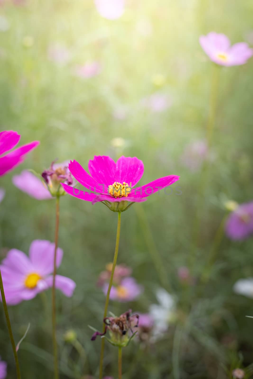 The background image of the colorful flowers, background nature