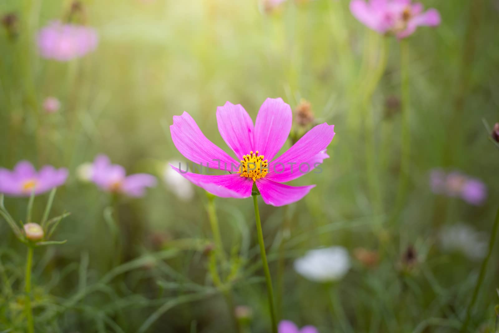 The background image of the colorful flowers, background nature