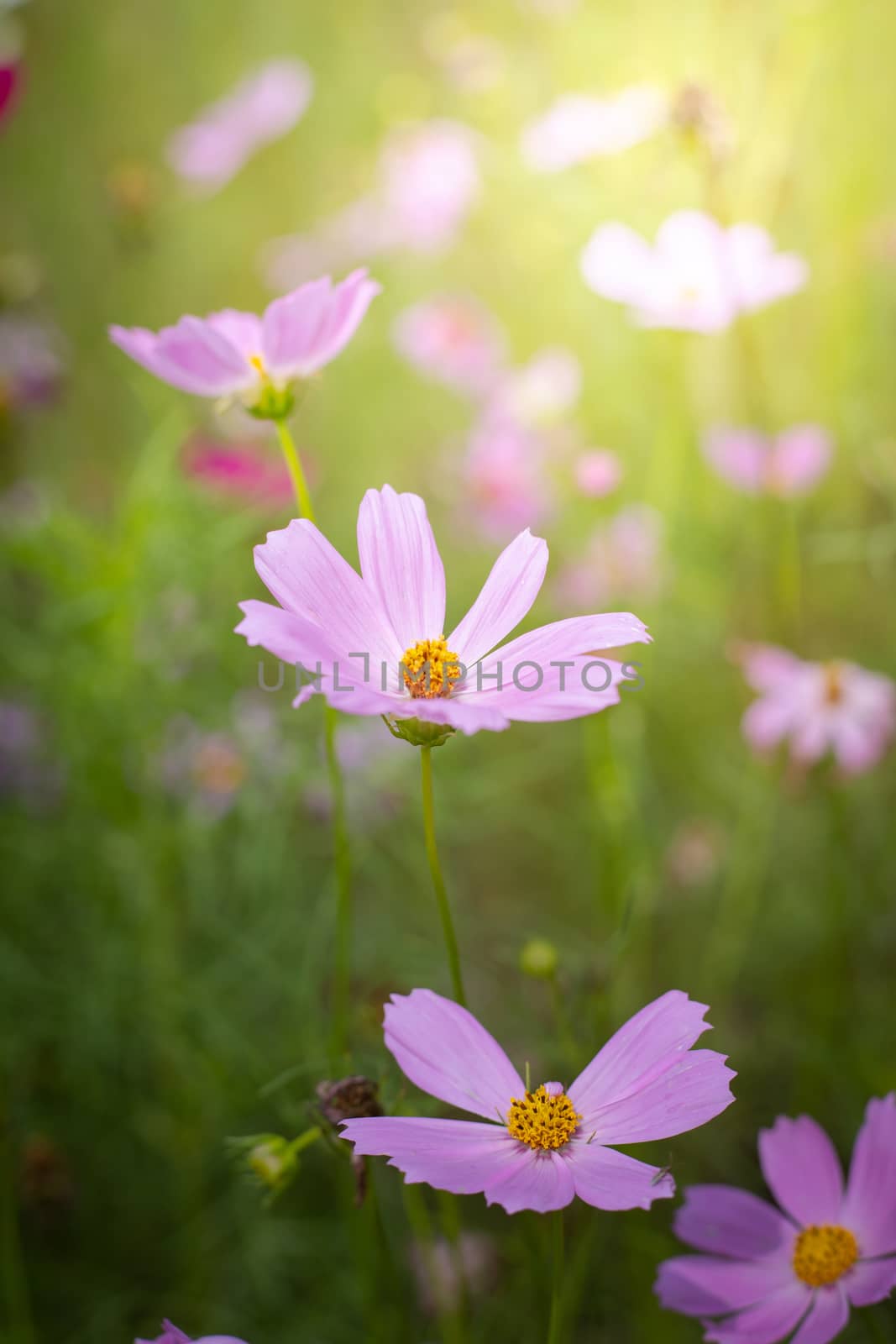 The background image of the colorful flowers, background nature