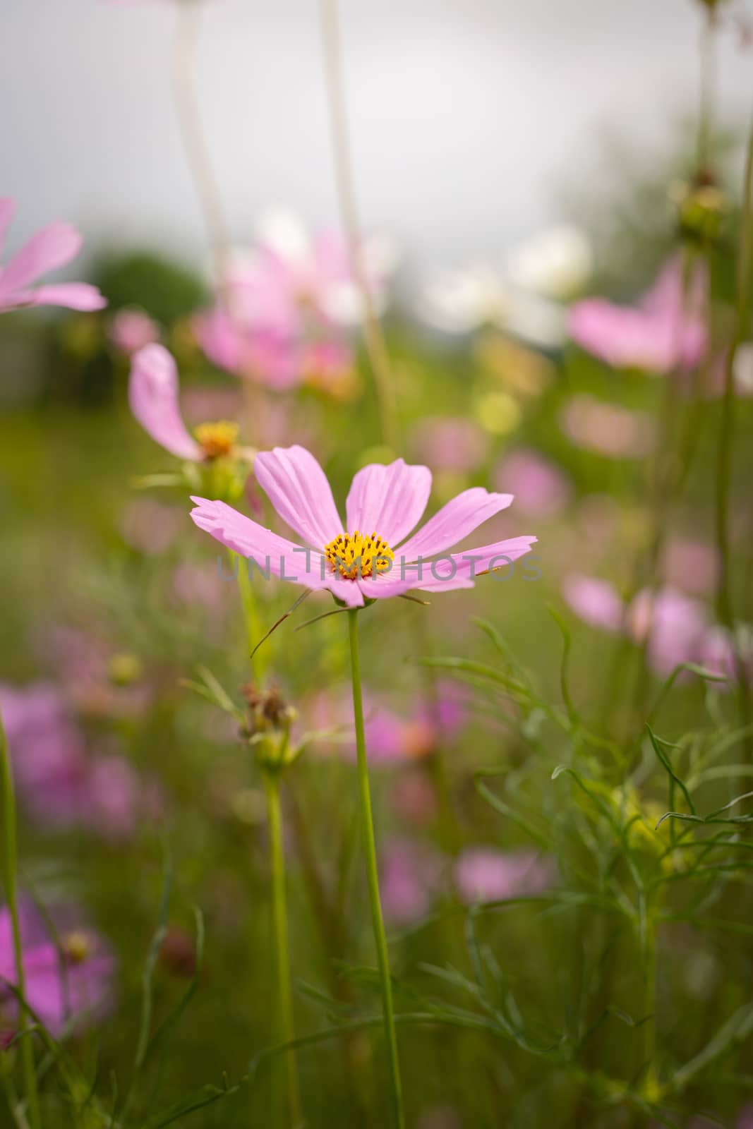 The background image of the colorful flowers, background nature