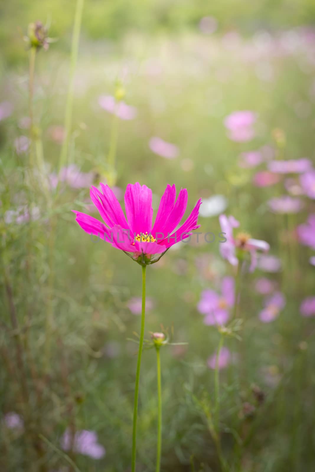 The background image of the colorful flowers, background nature