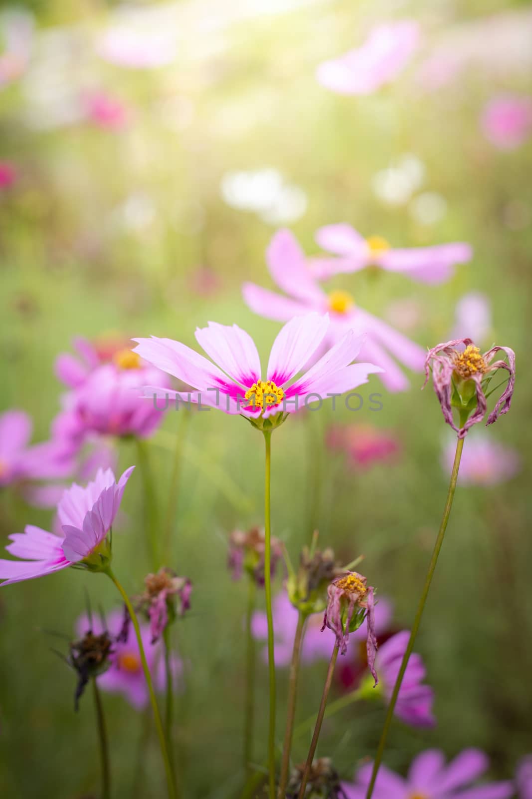 The background image of the colorful flowers, background nature