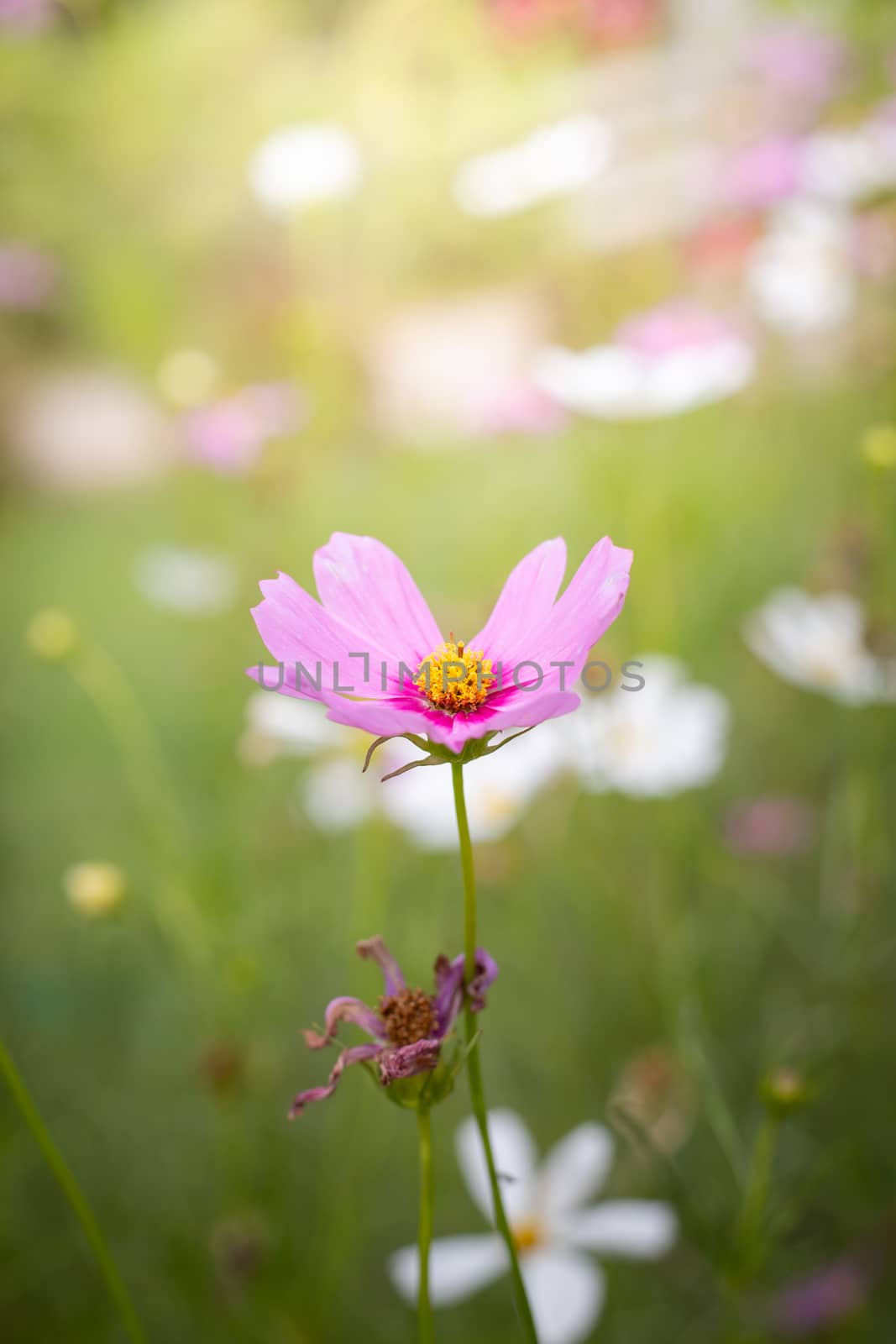 The background image of the colorful flowers, background nature