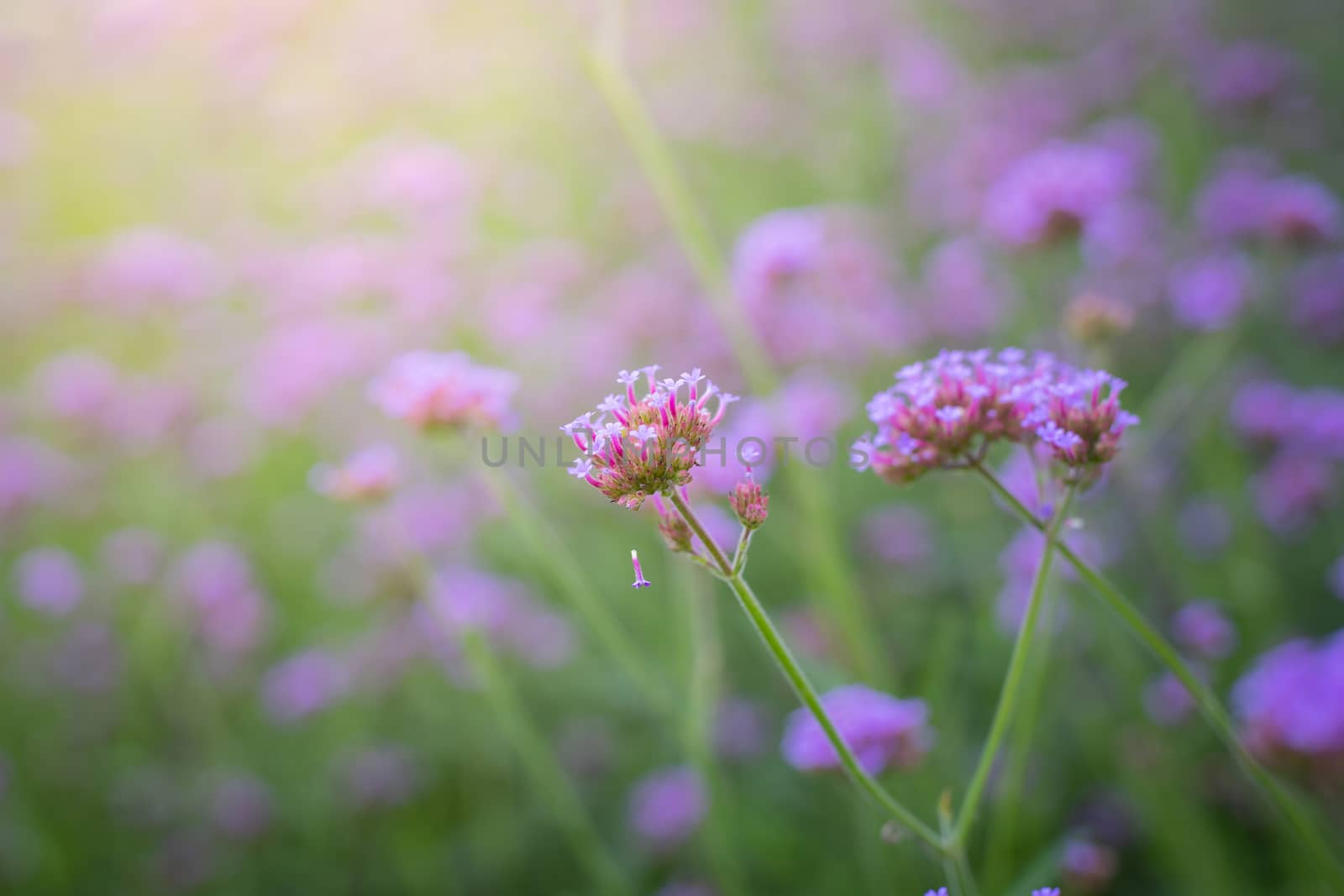 The background image of the colorful flowers, background nature