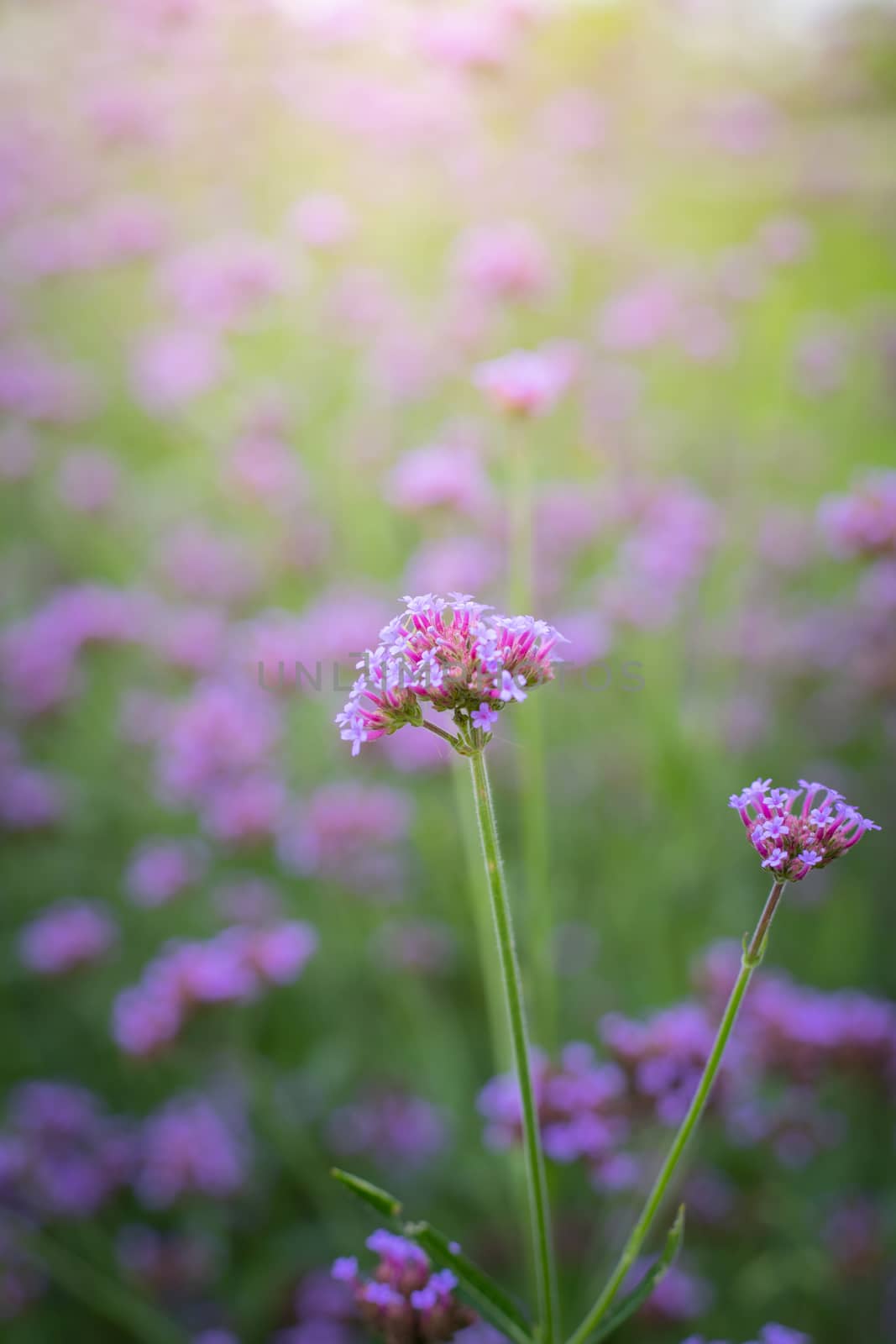 The background image of the colorful flowers, background nature