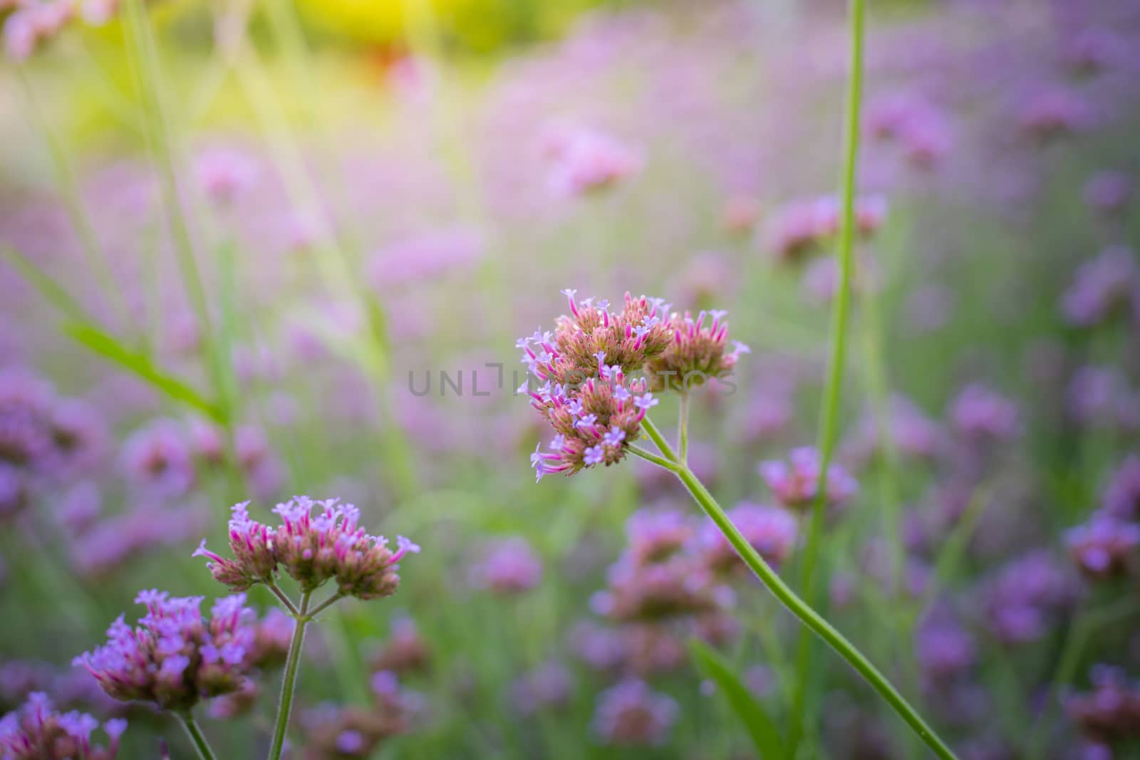 The background image of the colorful flowers, background nature