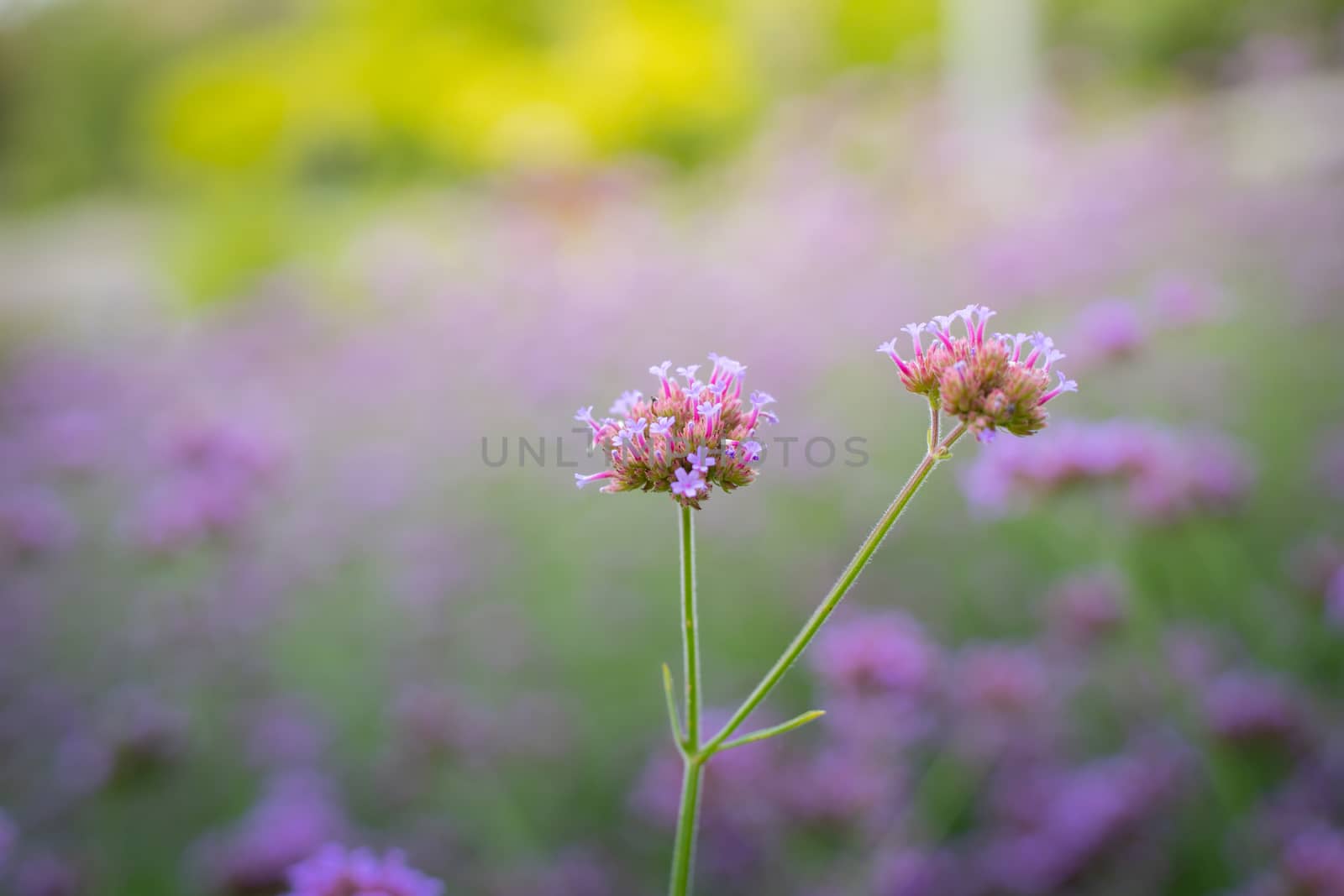 The background image of the colorful flowers, background nature