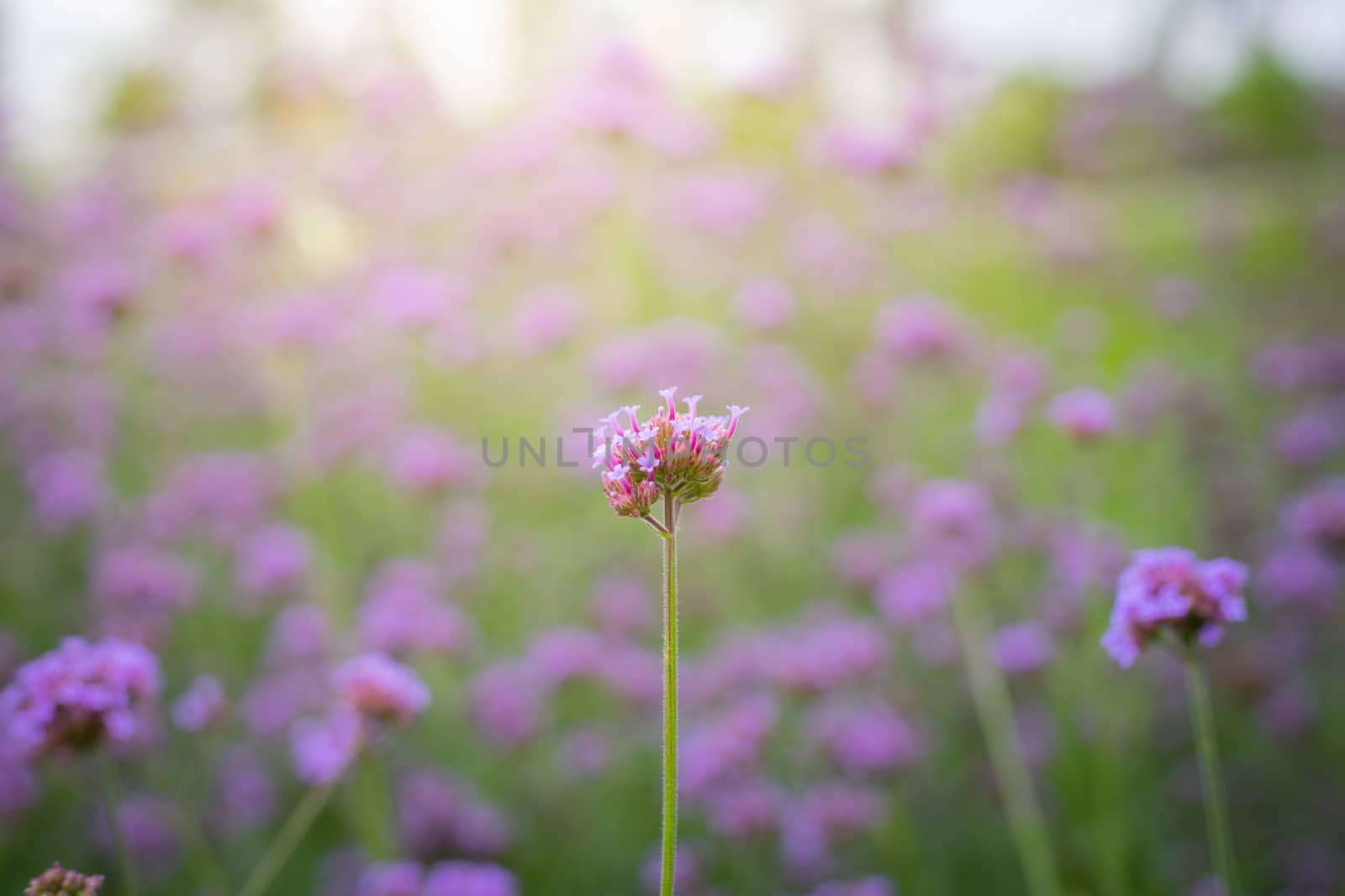 The background image of the colorful flowers, background nature