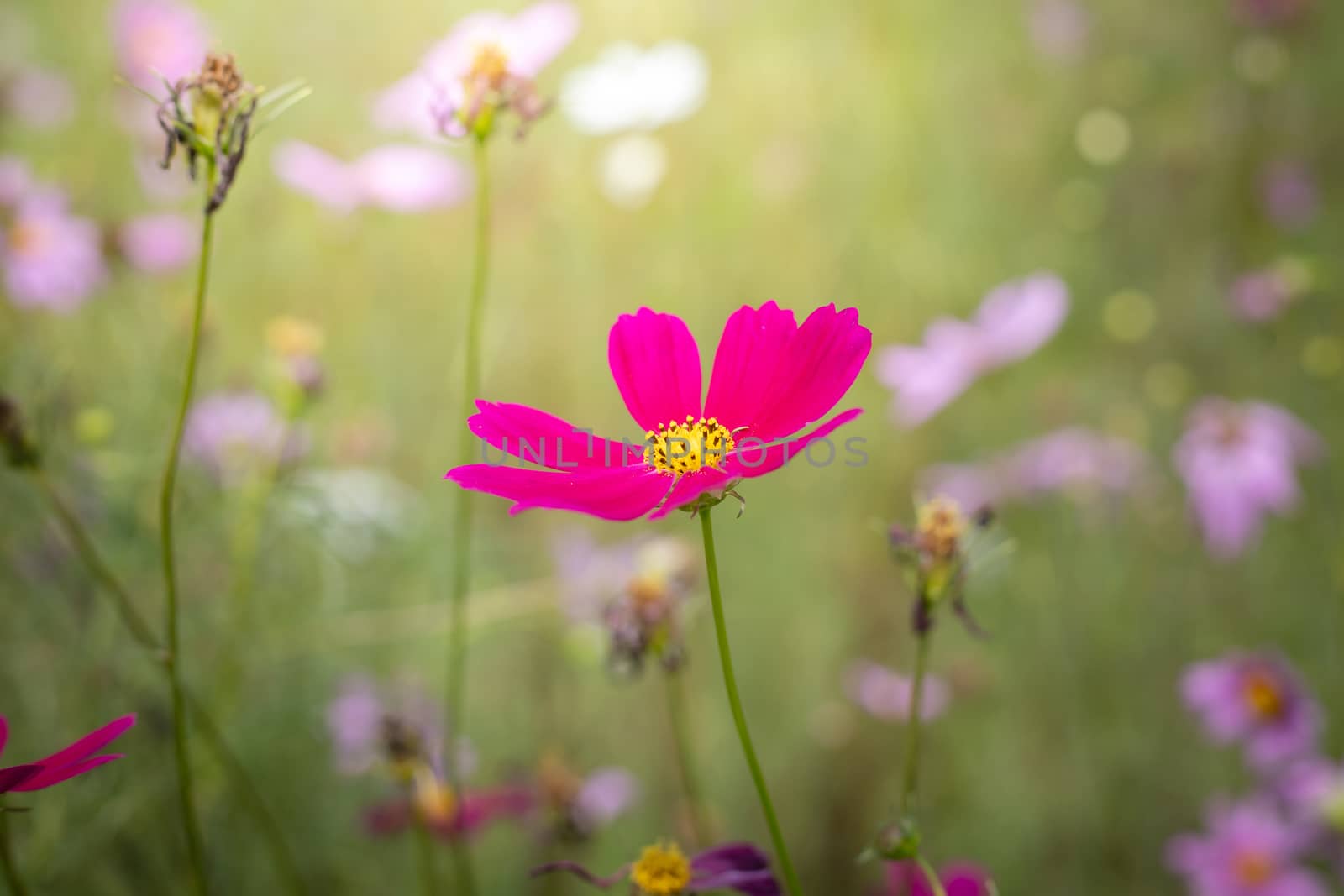 The background image of the colorful flowers, background nature