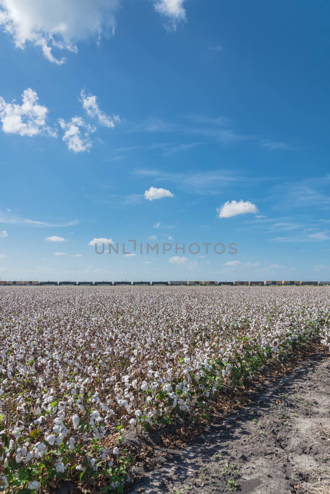Cotton farm in harvest season and freight train in Corpus Christi, Texas, USA by trongnguyen