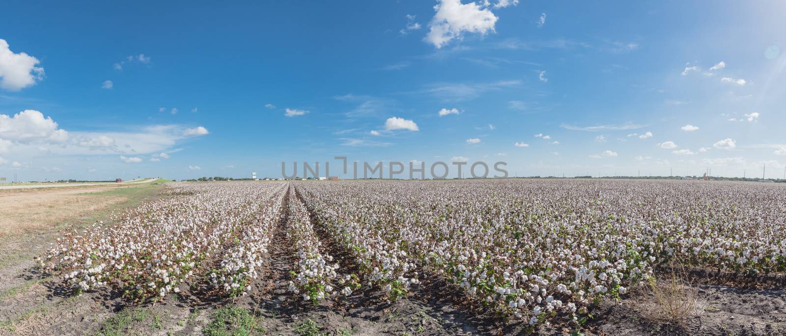 Panoramic view cotton farm in harvest season in Corpus Christi, Texas, USA by trongnguyen