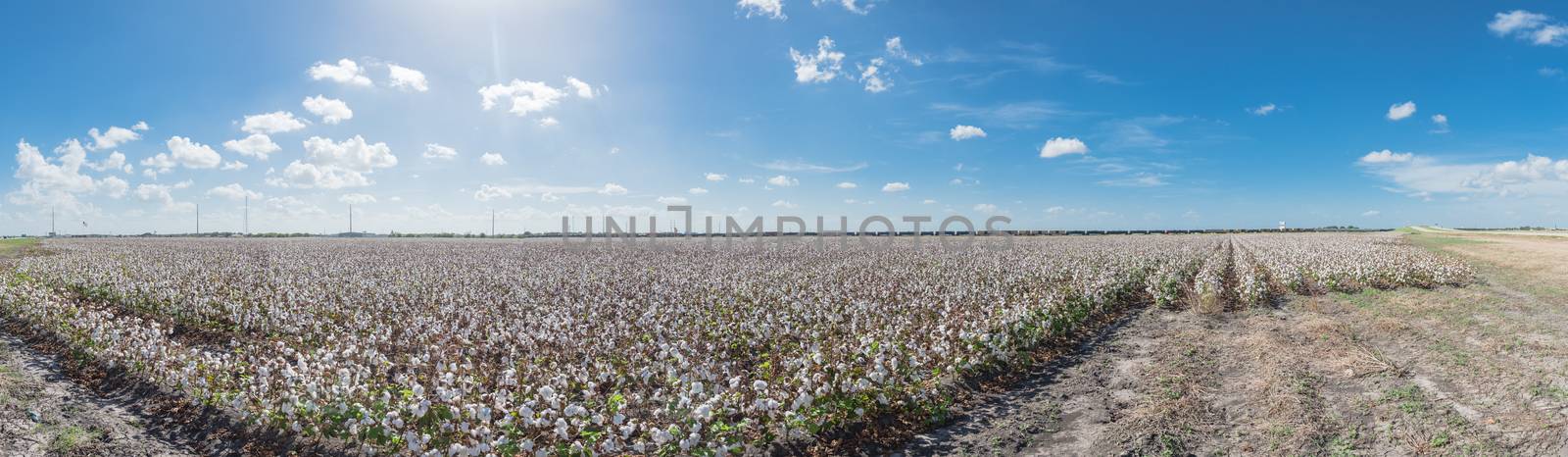 Panorama view cotton field ready to harvest in South Texas, America. Agriculture background