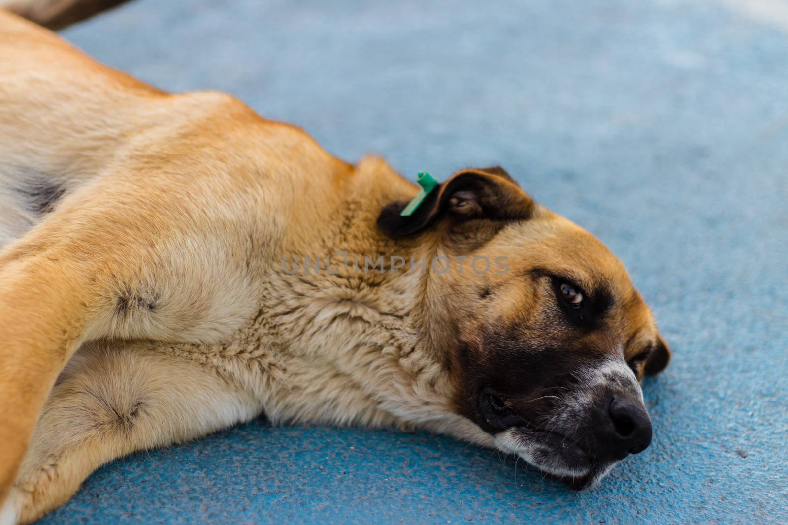 a cute and big sivas kangal dog laying on the floor - looking at camera. photo has taken at izmir/turkey.