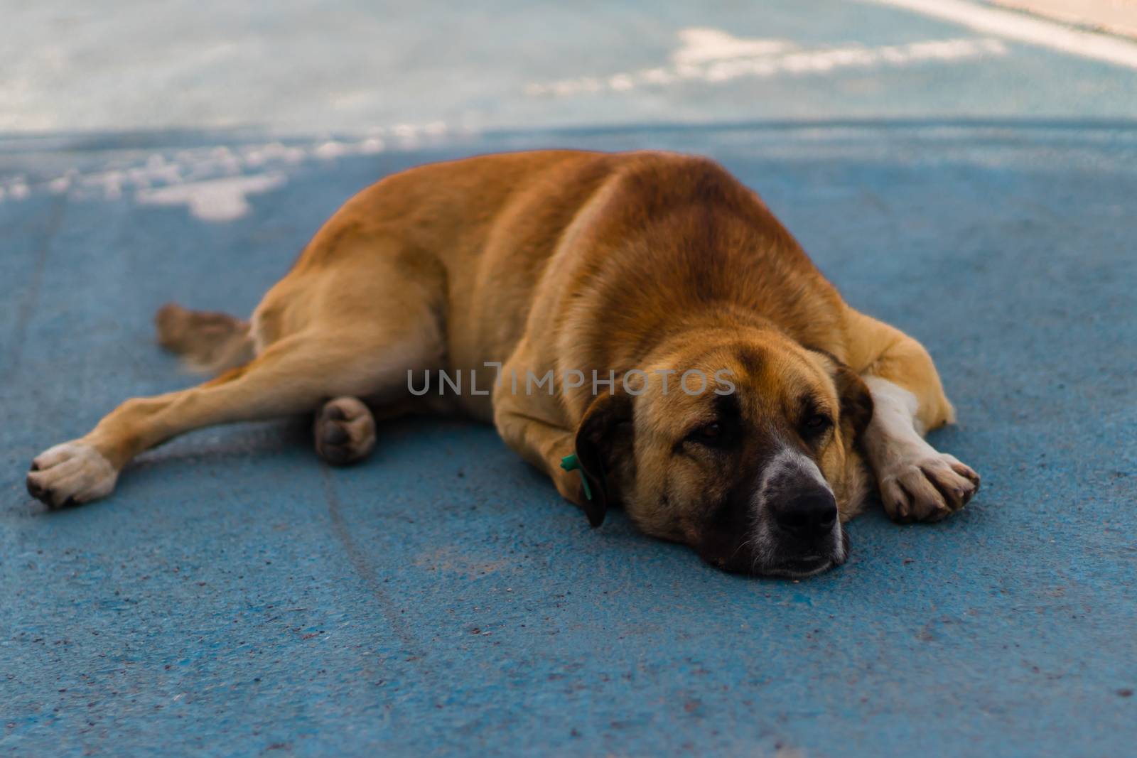 a cute and big sivas kangal dog laying on the floor. he got brown hairs.