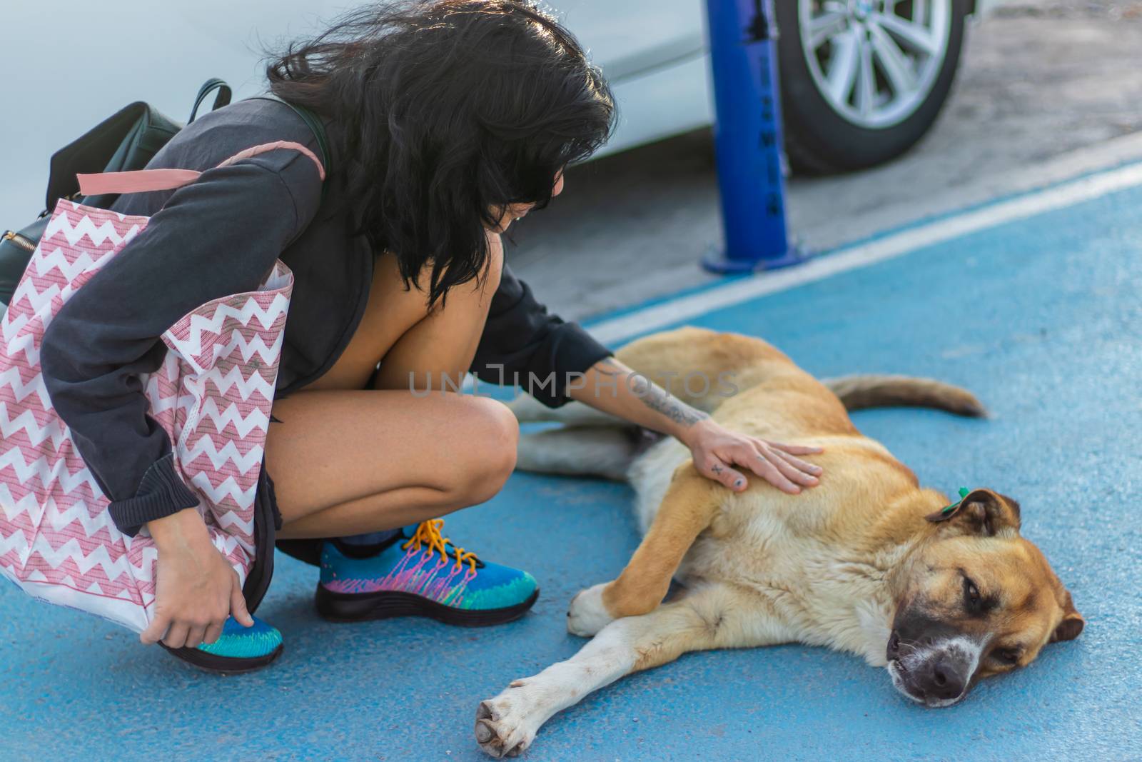 a girl stroking a brown haired sivas kangal dog. photo has taken at izmir/turkey.