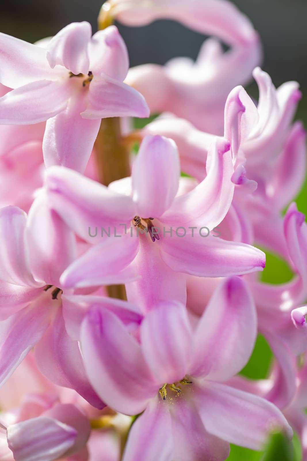 macro shot of pink Hyacinth flower on sunny day