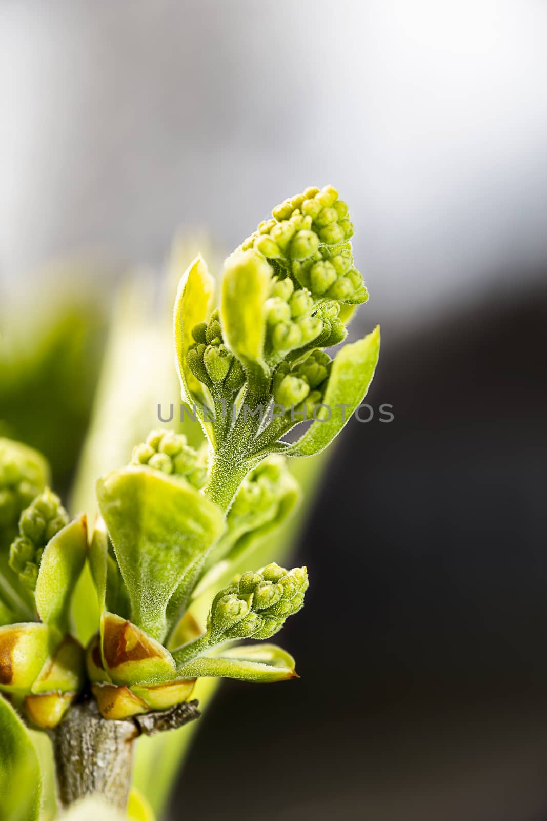 Close up of a lilac flower bud that has yet to blossom into a flower