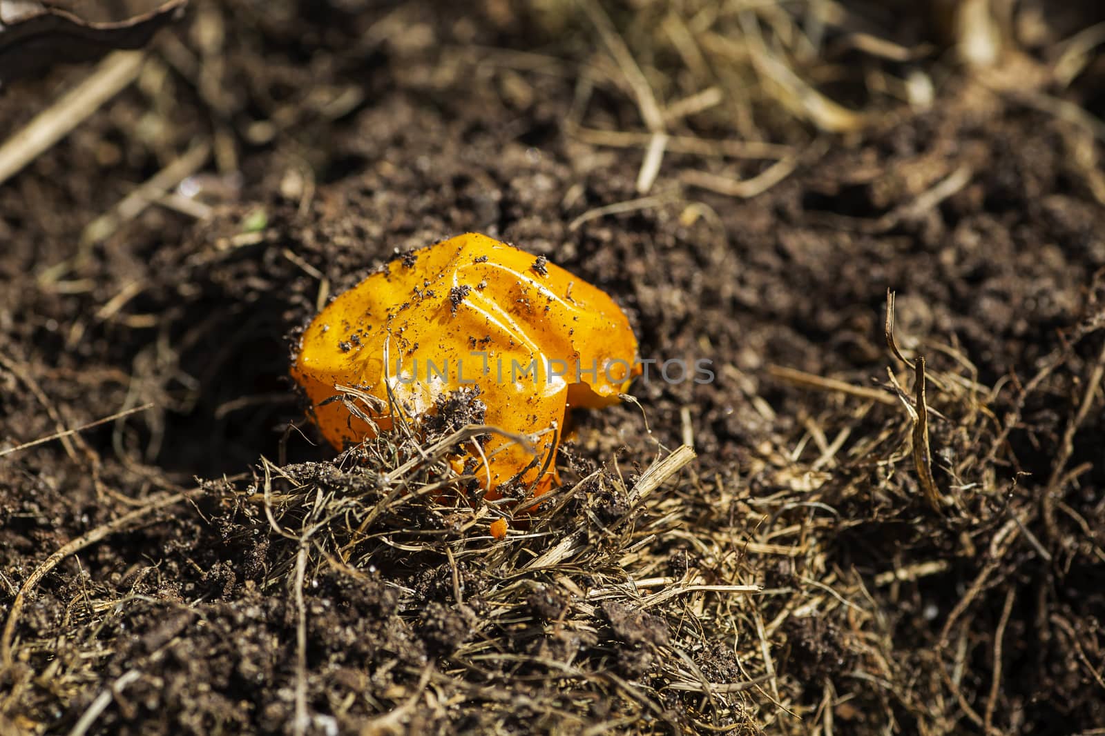 small dry tomato skin laying on the ground