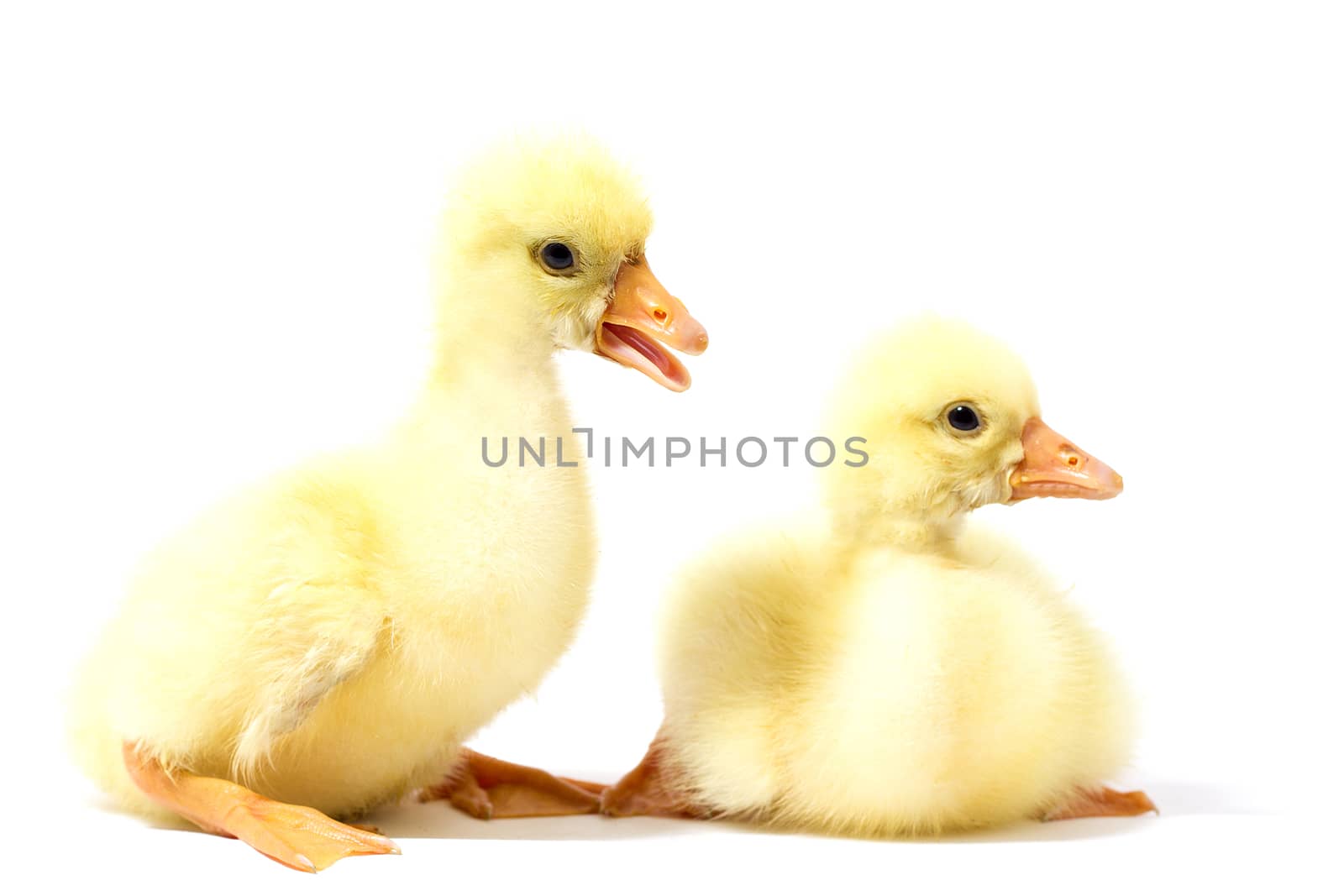 Two yellow gosling isolate. Homemade Little Geese