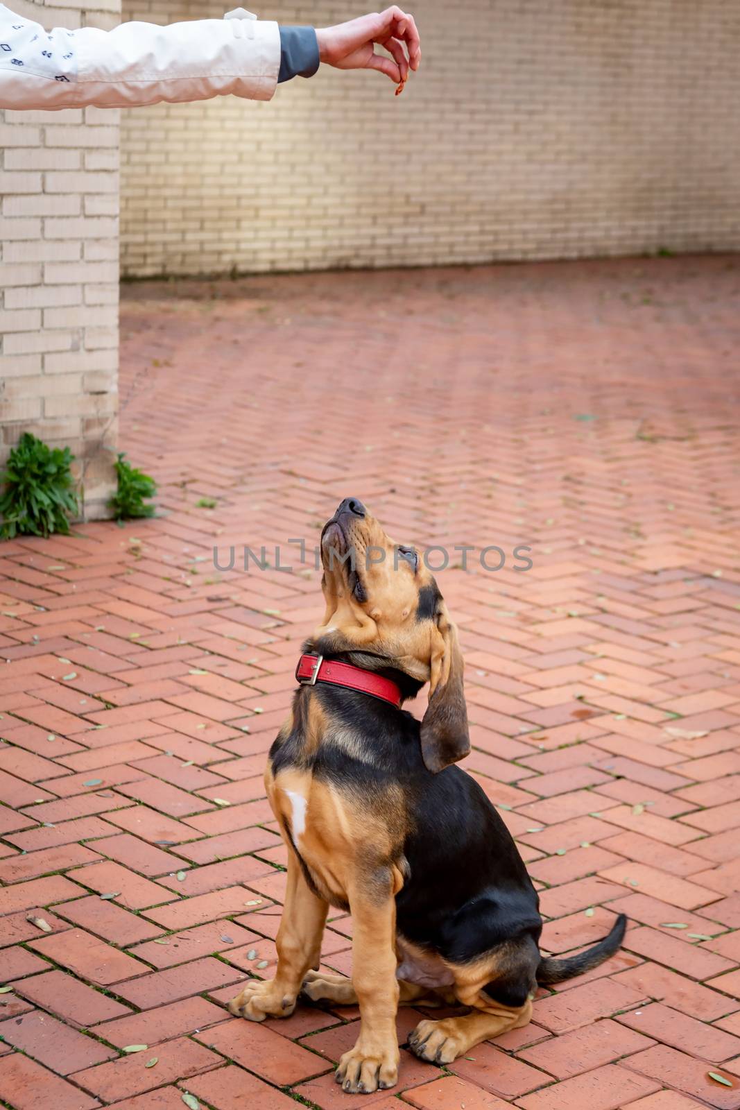 Mistress is training a Bloodhound puppy. The puppy performs the command sit, looking at the treat in the hand of the mistress.