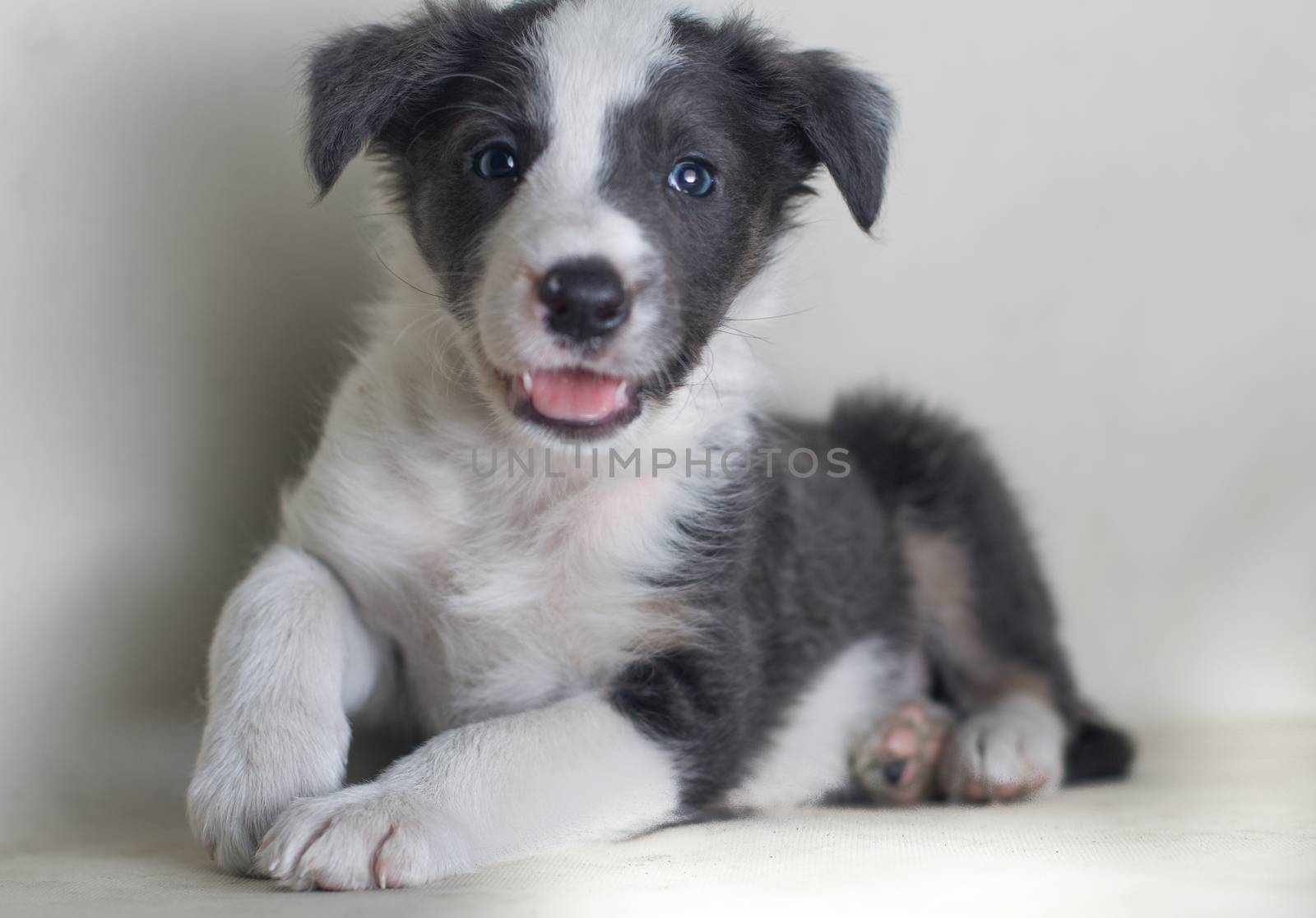 Studio shot of Young Border Collie sheepdog, adorable dog portrait isolated on white background