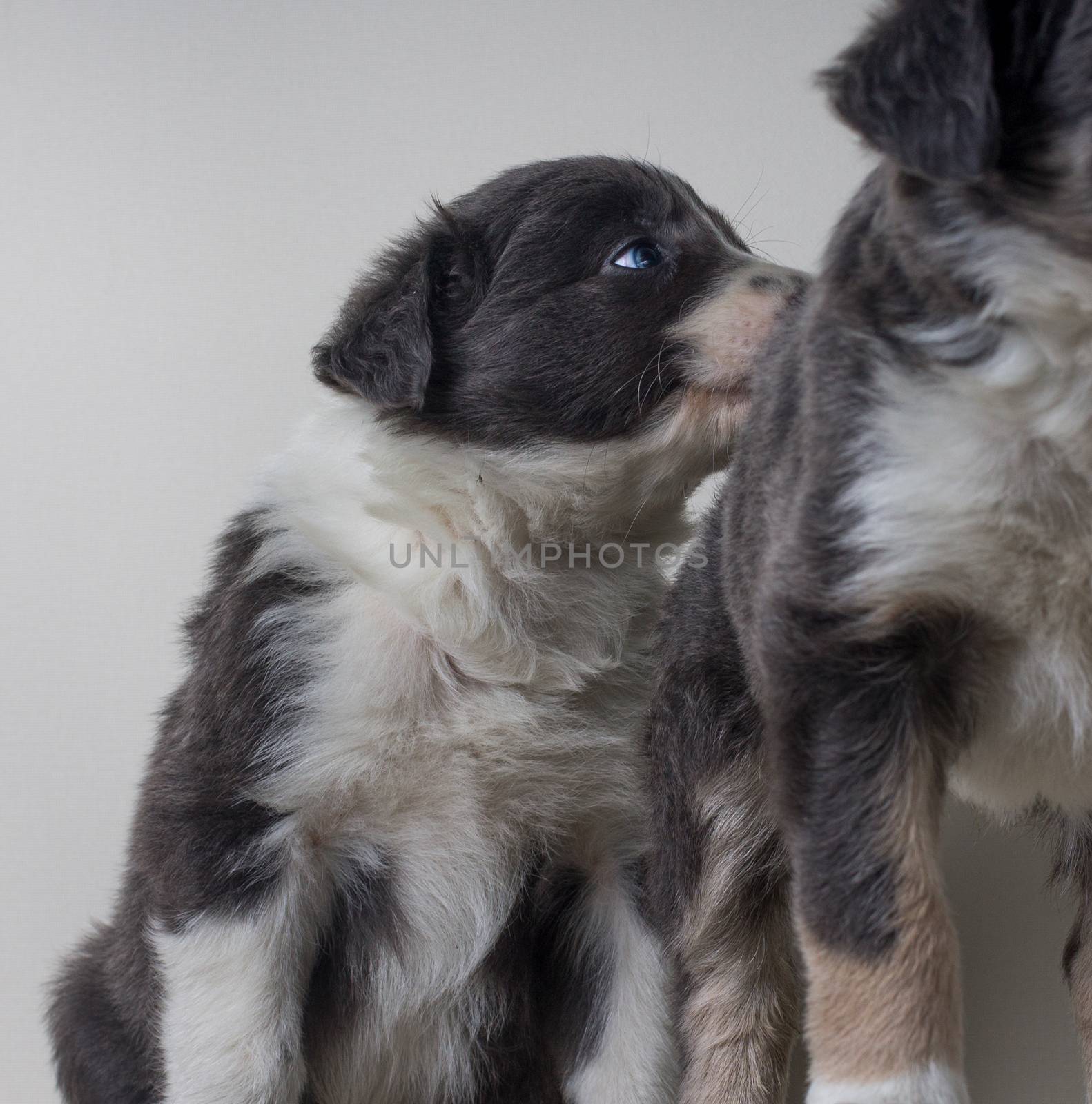 A portrait of a dog in love  by endika_zulaika