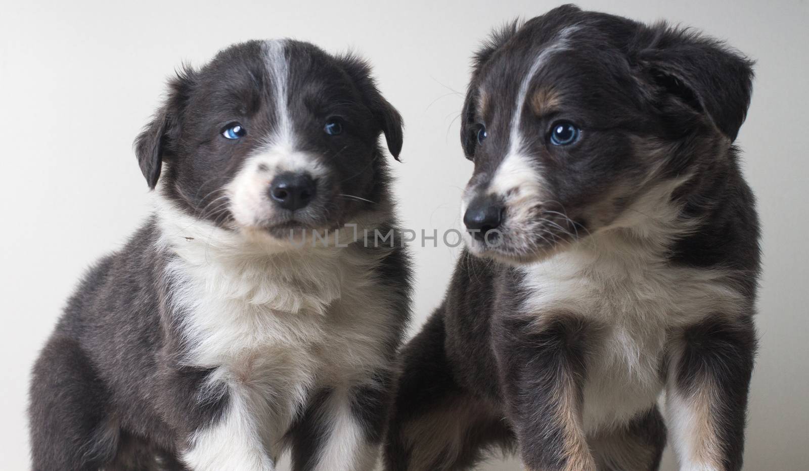 Studio shot of Young Border Collie sheepdog, adorable dog portrait isolated on white background