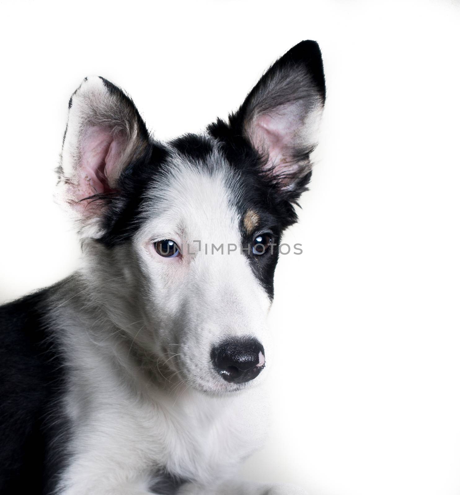 Border Collie dog sheepdog close-up portrait isolated on white b by endika_zulaika