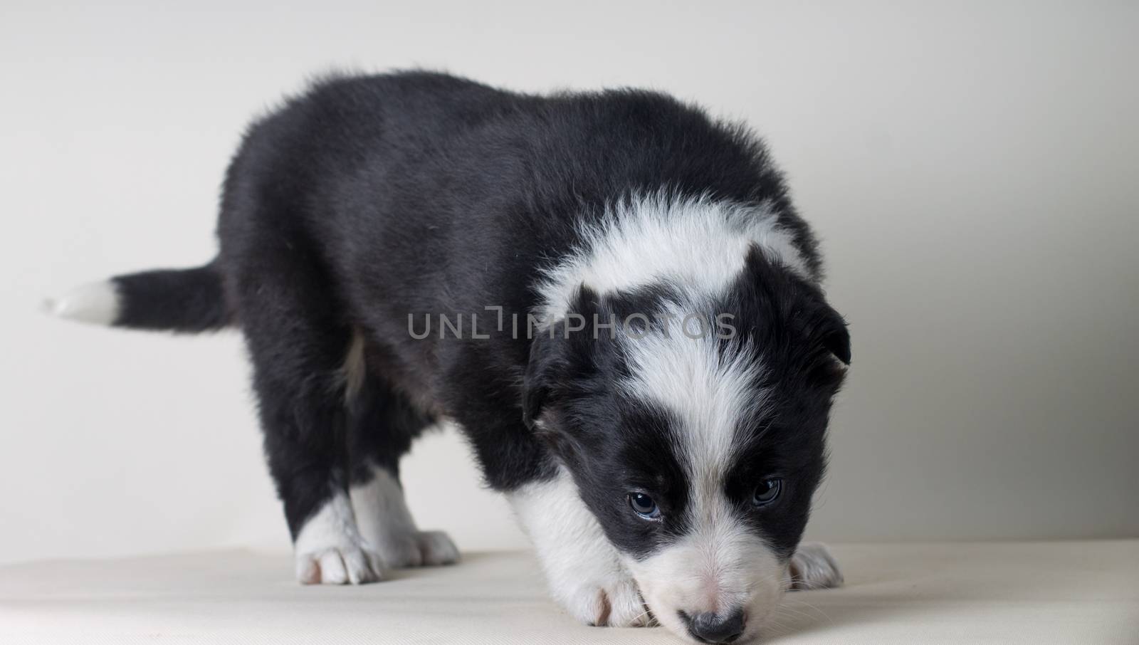 Studio shot of Young Border Collie sheepdog, adorable dog portrait isolated on white background