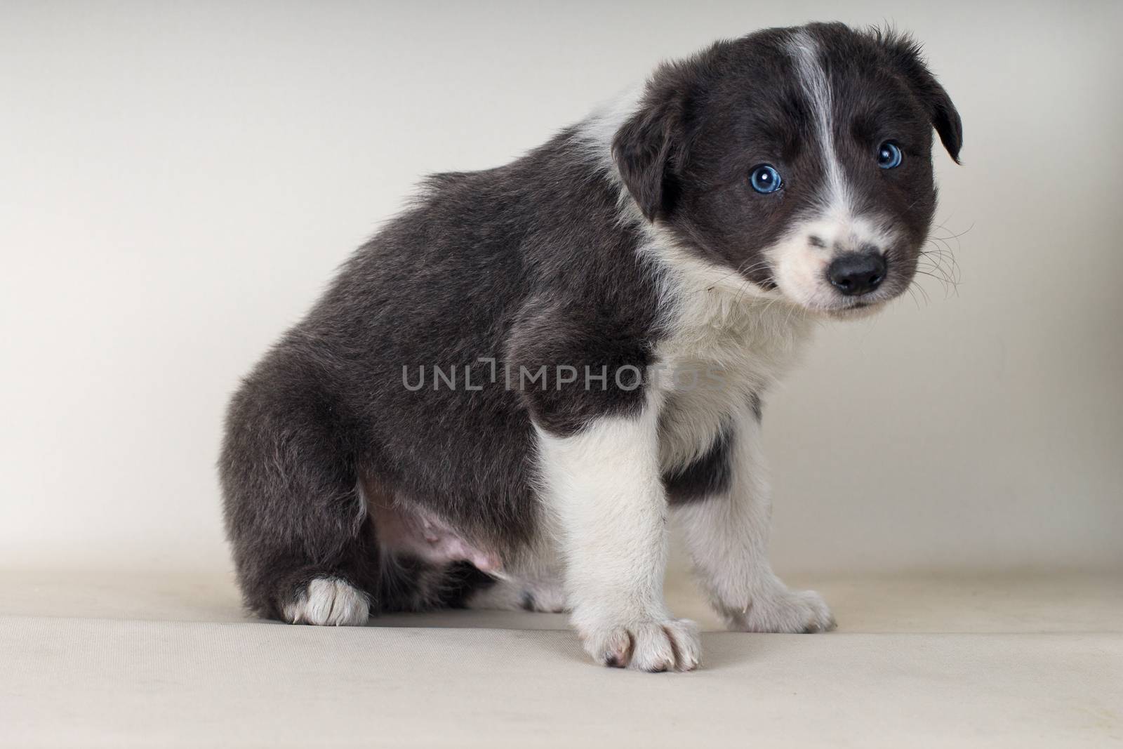 Border collie sitting on floor with blue eyes adorable dog -tex  by endika_zulaika