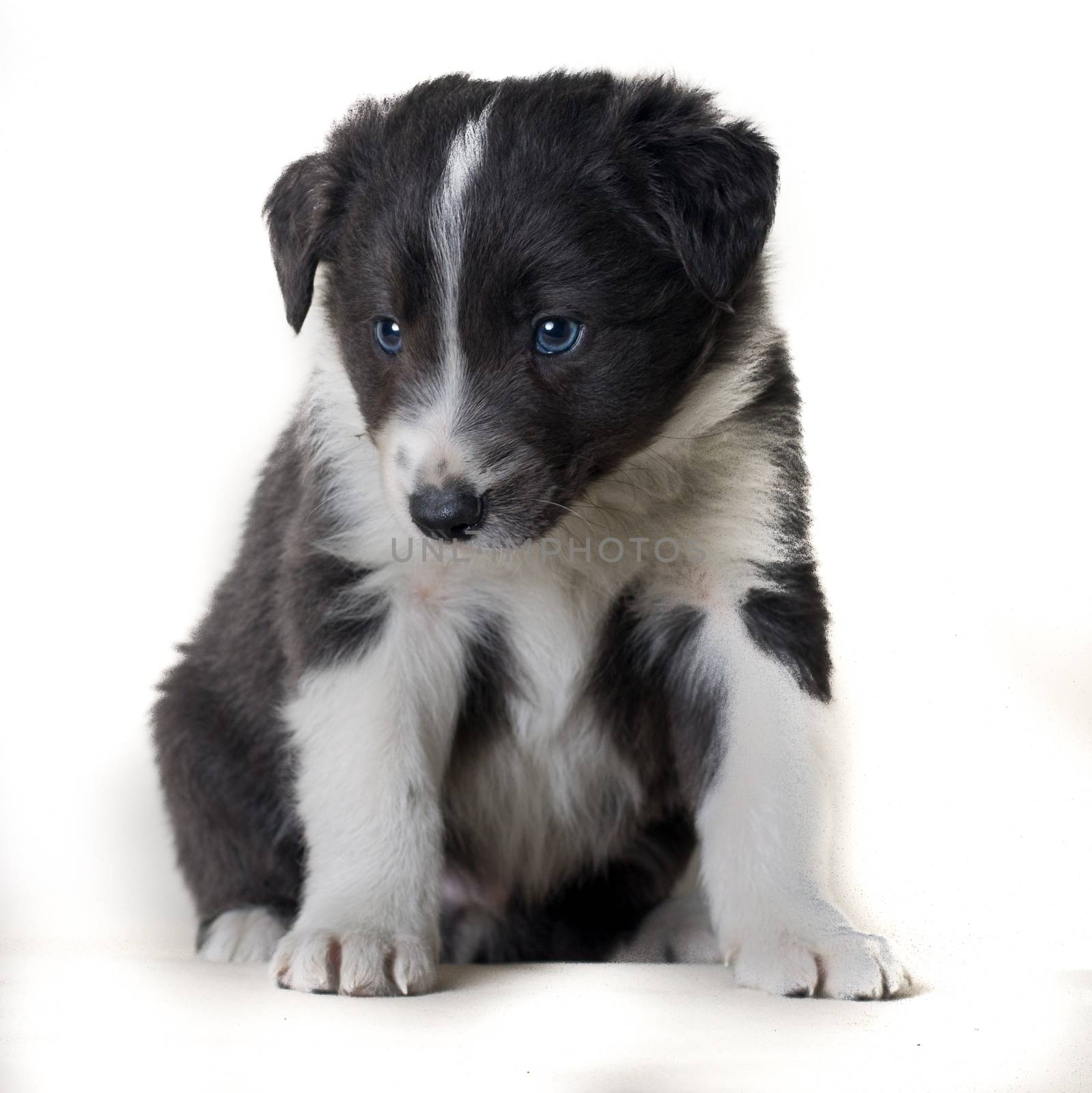 Studio shot of Young Border Collie sheepdog, adorable dog portrait isolated on white background