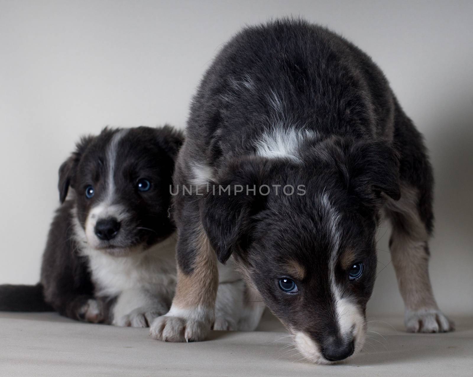 A couple of two young border collie sheepdogs together by endika_zulaika