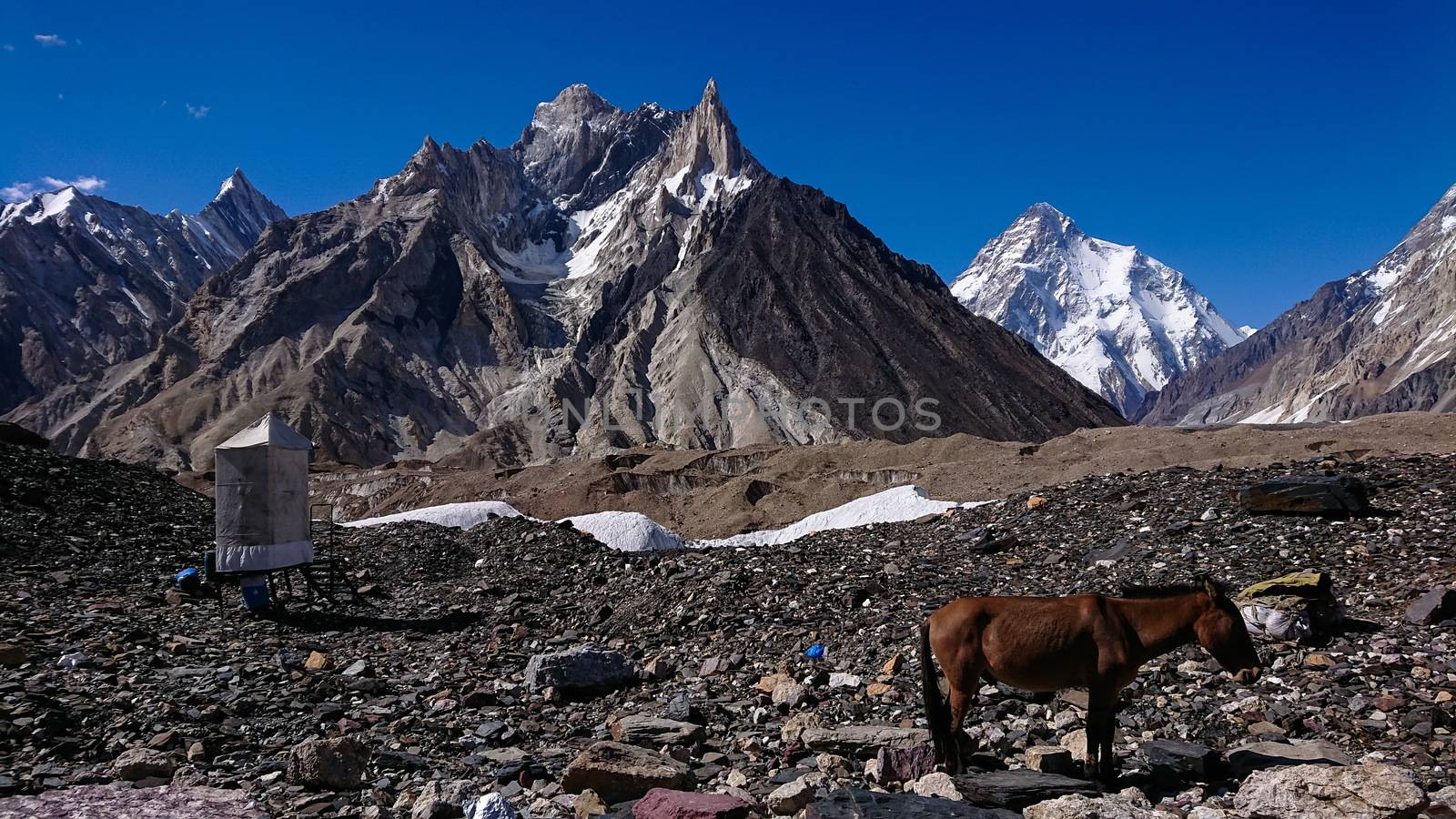 donkeys walk pass the colorful camping tents on the way to K2 base camp with karakorum range in background